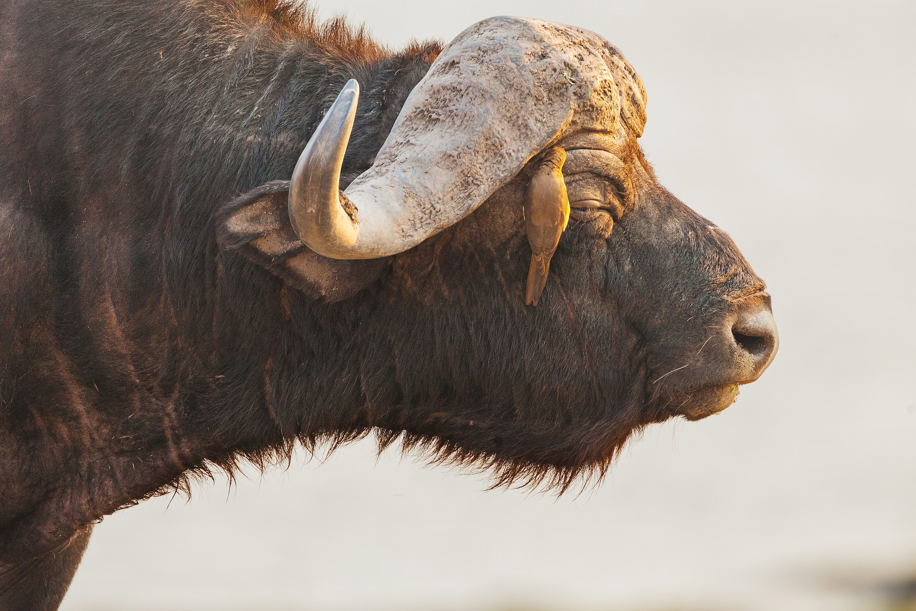 Profile of the head and neck of a Cape buffalo at golden hour