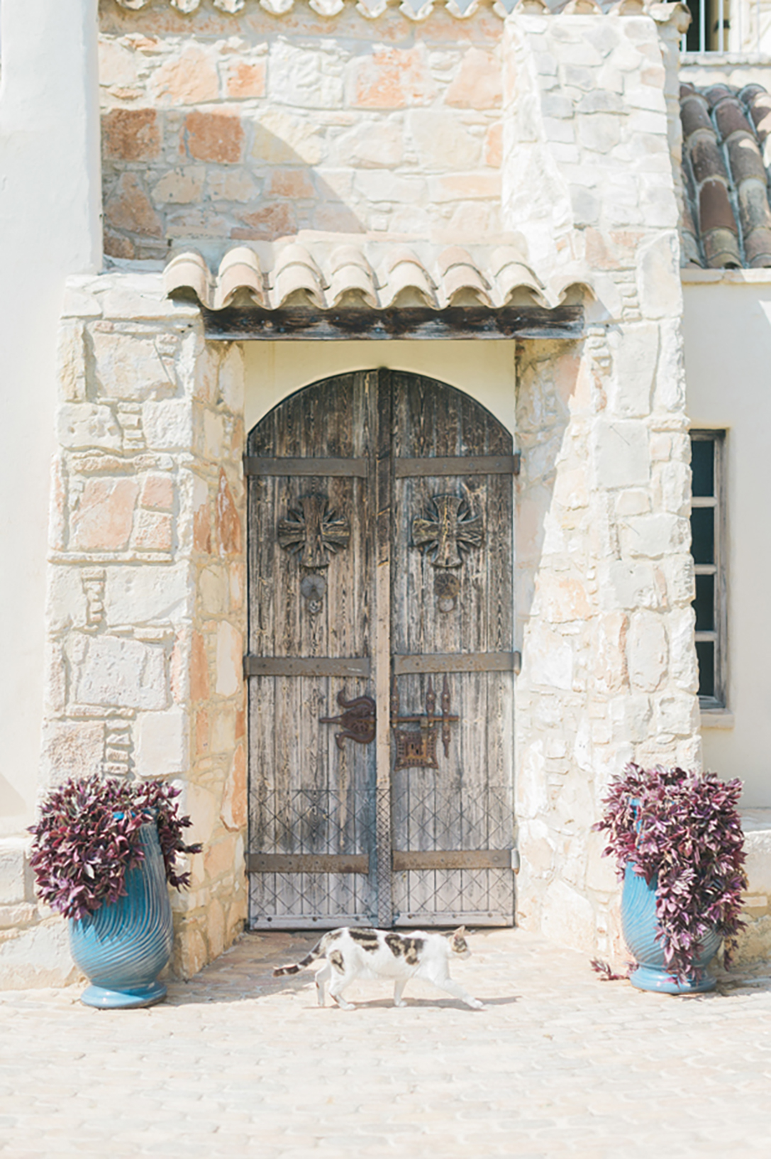 Europe, Cyprus, Columbia Beach Resort, cat walking in front of wooden door in stone arch