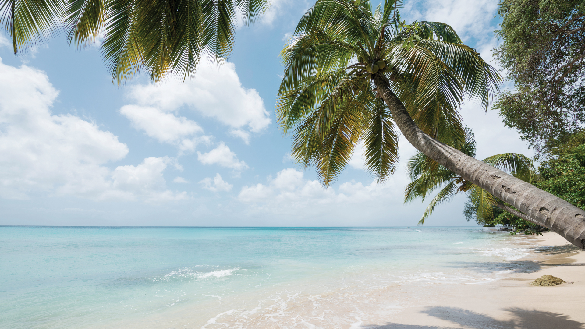 A serene tropical beach with clear blue waters, white sand, and palm trees leaning over the shore under a bright sky.