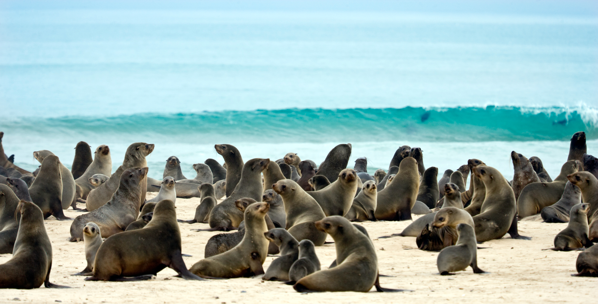 A pod of seals on the beach