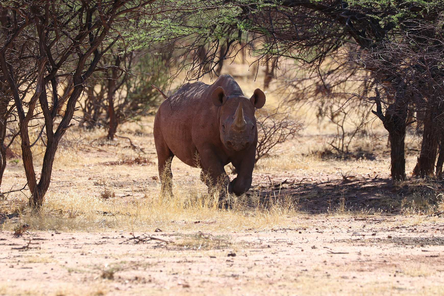 Africa, Namibia, Black Rhino