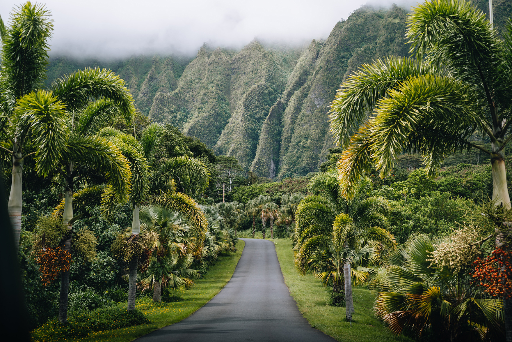 Palm lined road on Oahu in Hawaii with mountainous background