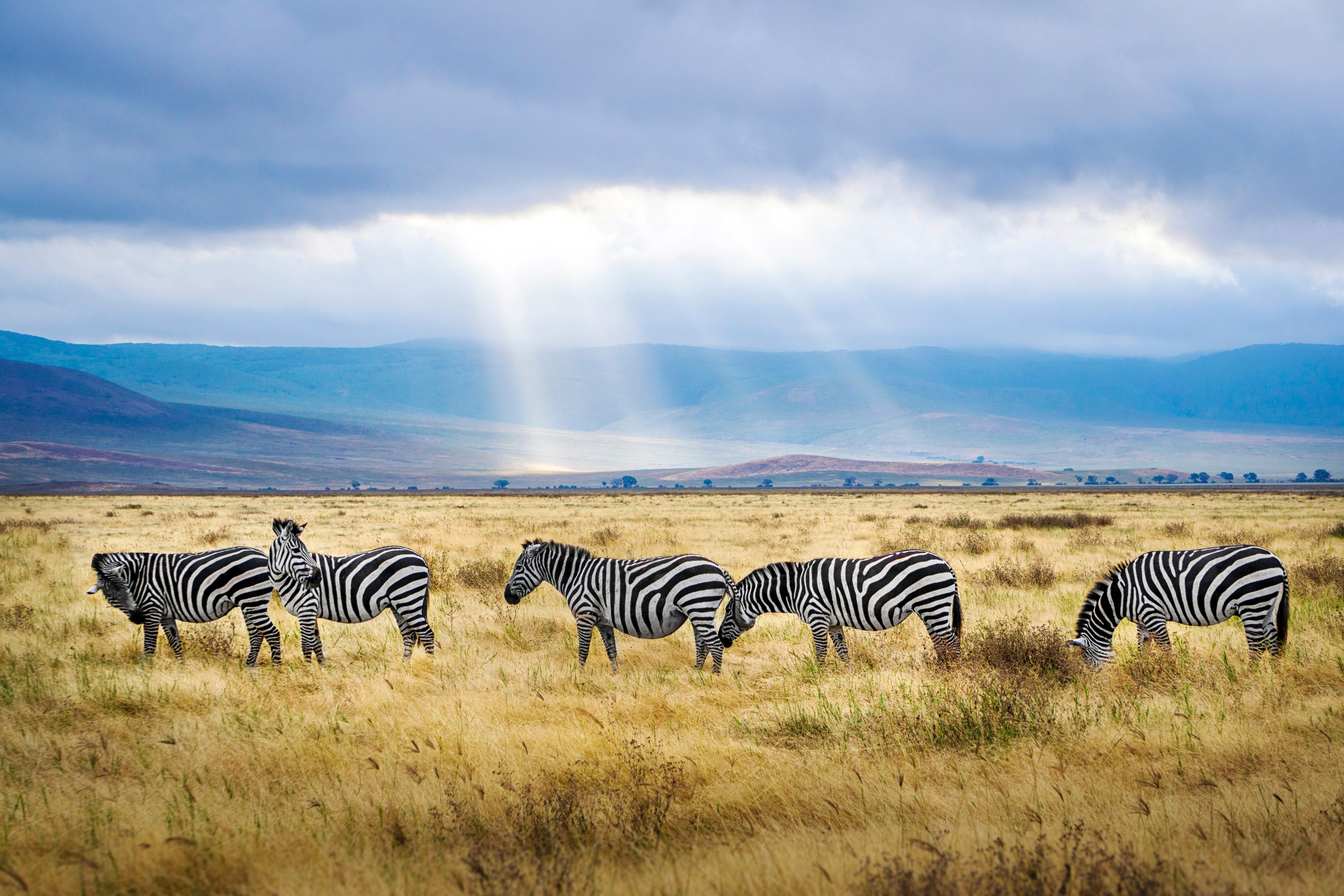 A small herd of zebra grazing grass