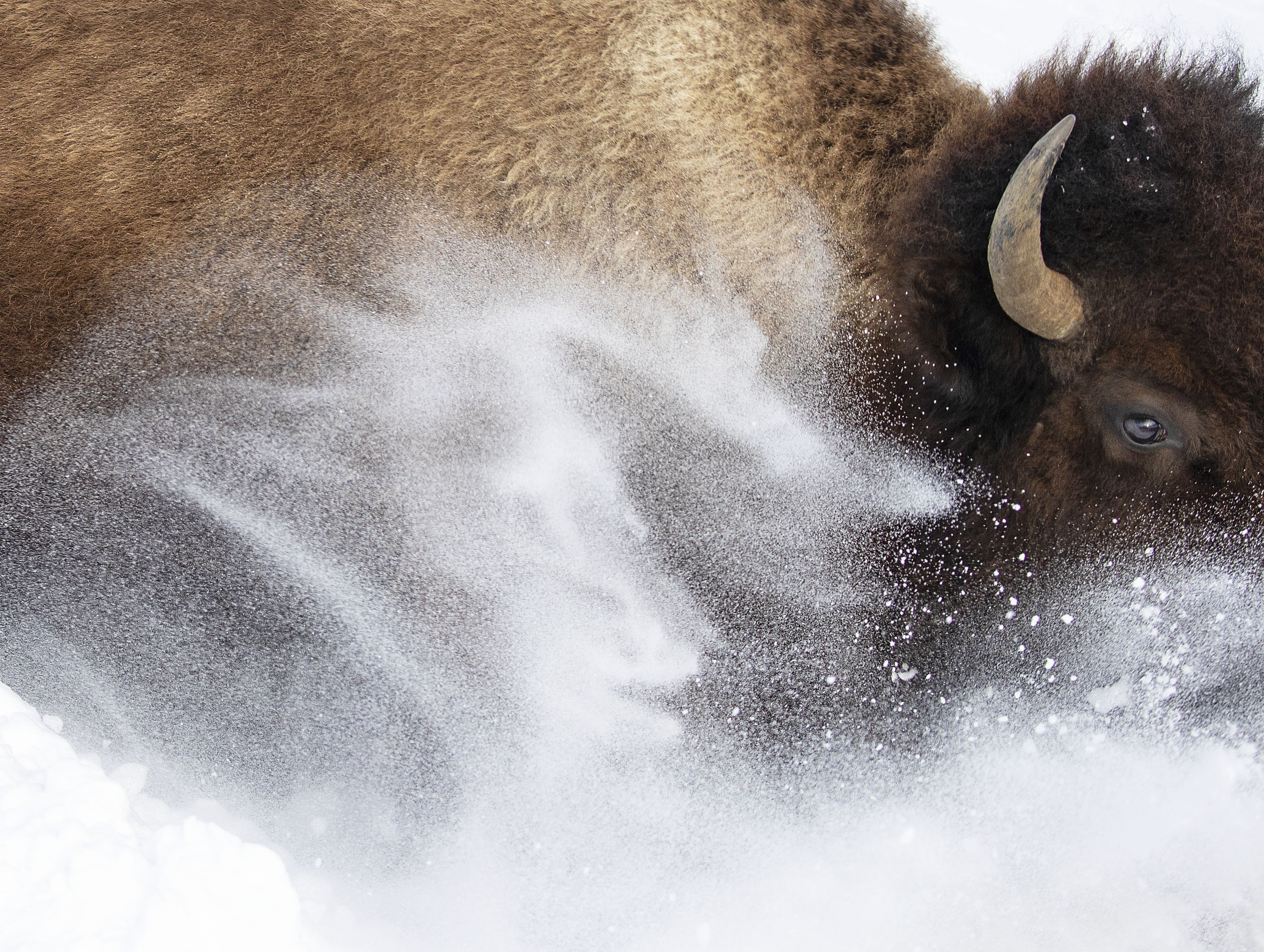 A picture by Max Waugh of a bison and snow
