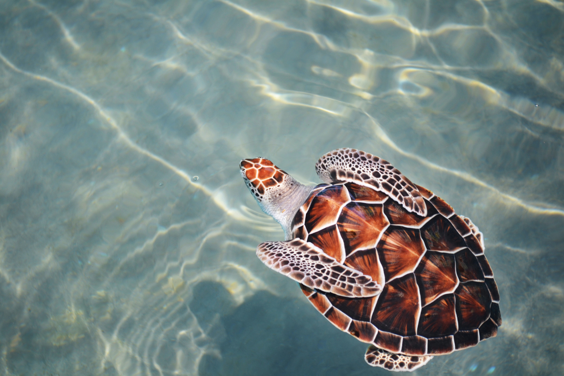 A turtle swimming near the sandy sea floor