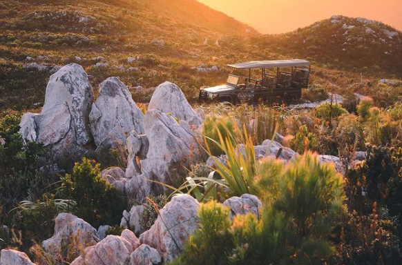 A safari car passing through green shrubery and rocks at Grootbos Private Nature Reserve