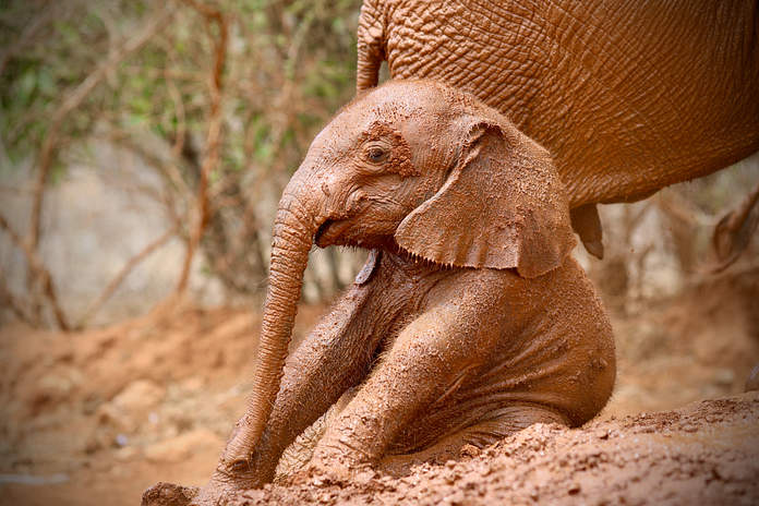 A small elephant calf sat covered in mud in Kenya