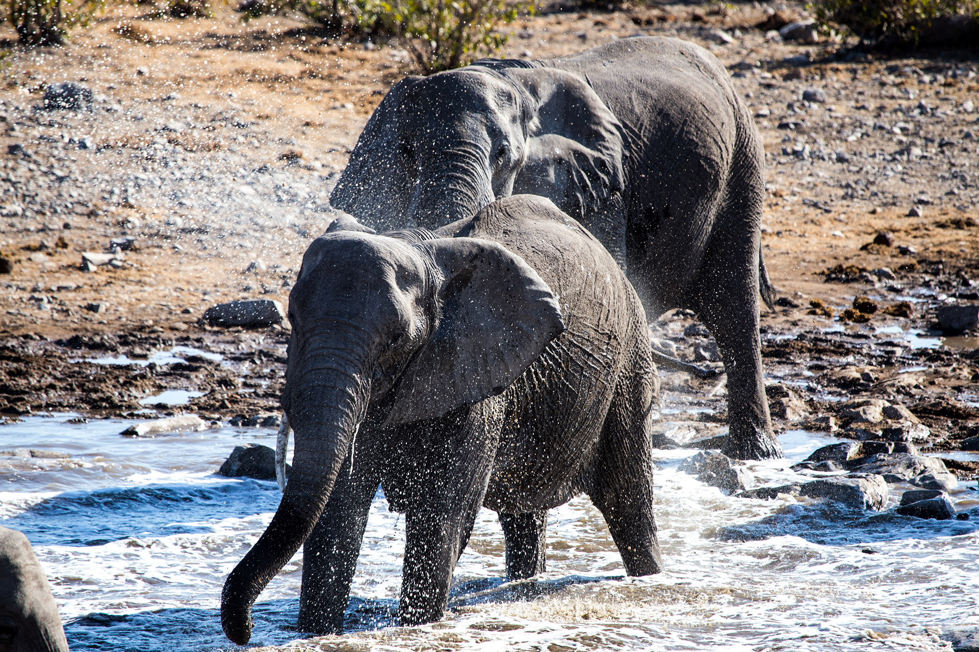Two african bush elephants in shallow water