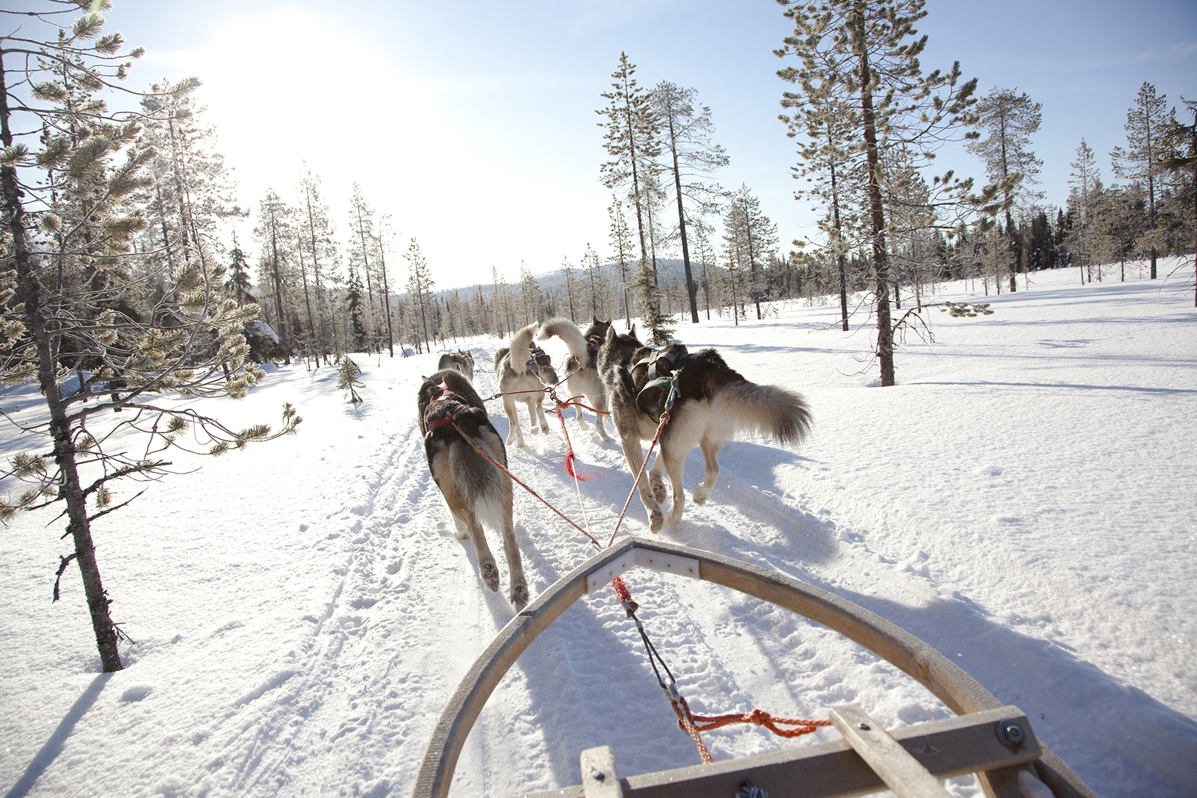 Team of huskies pulling a sled through the snow