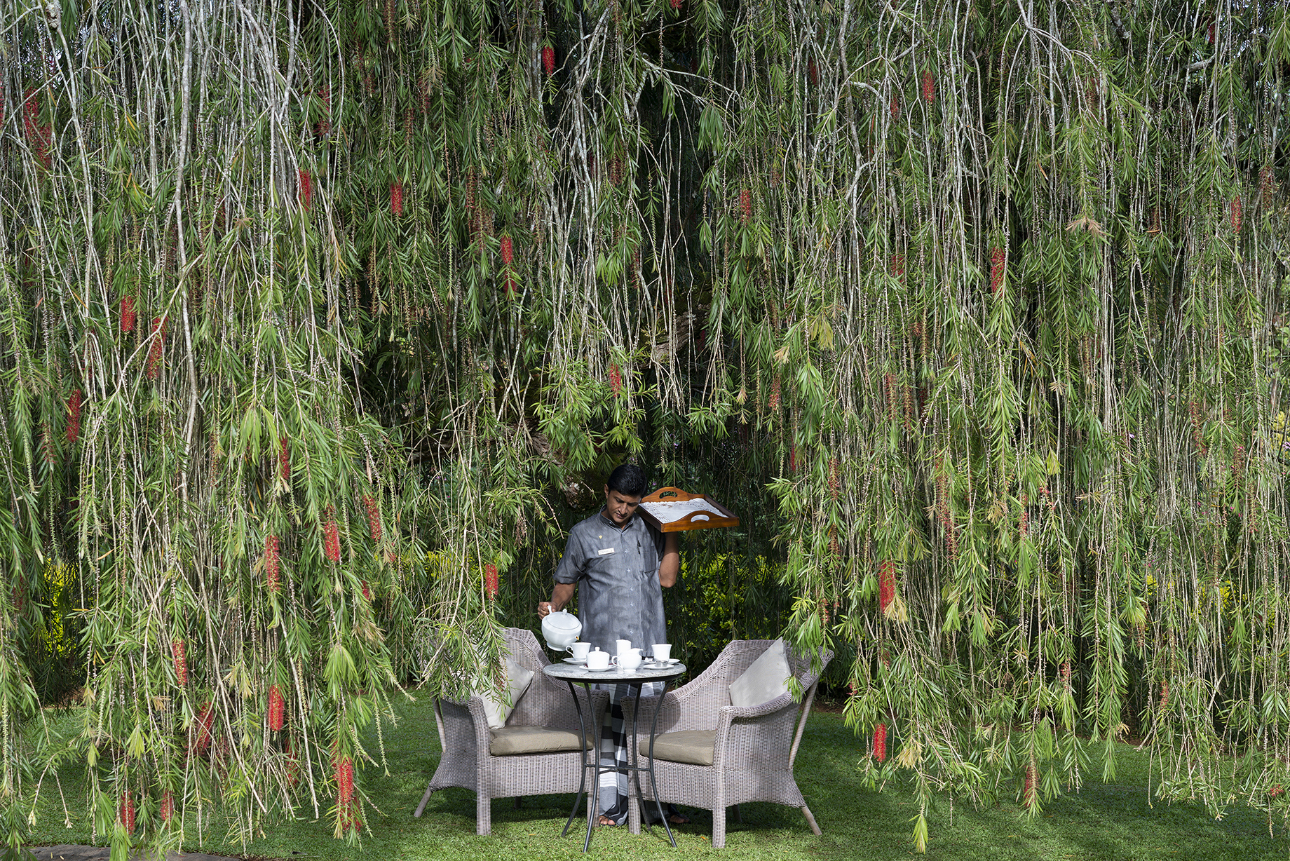 Waiter serving tea beneath a willow tree