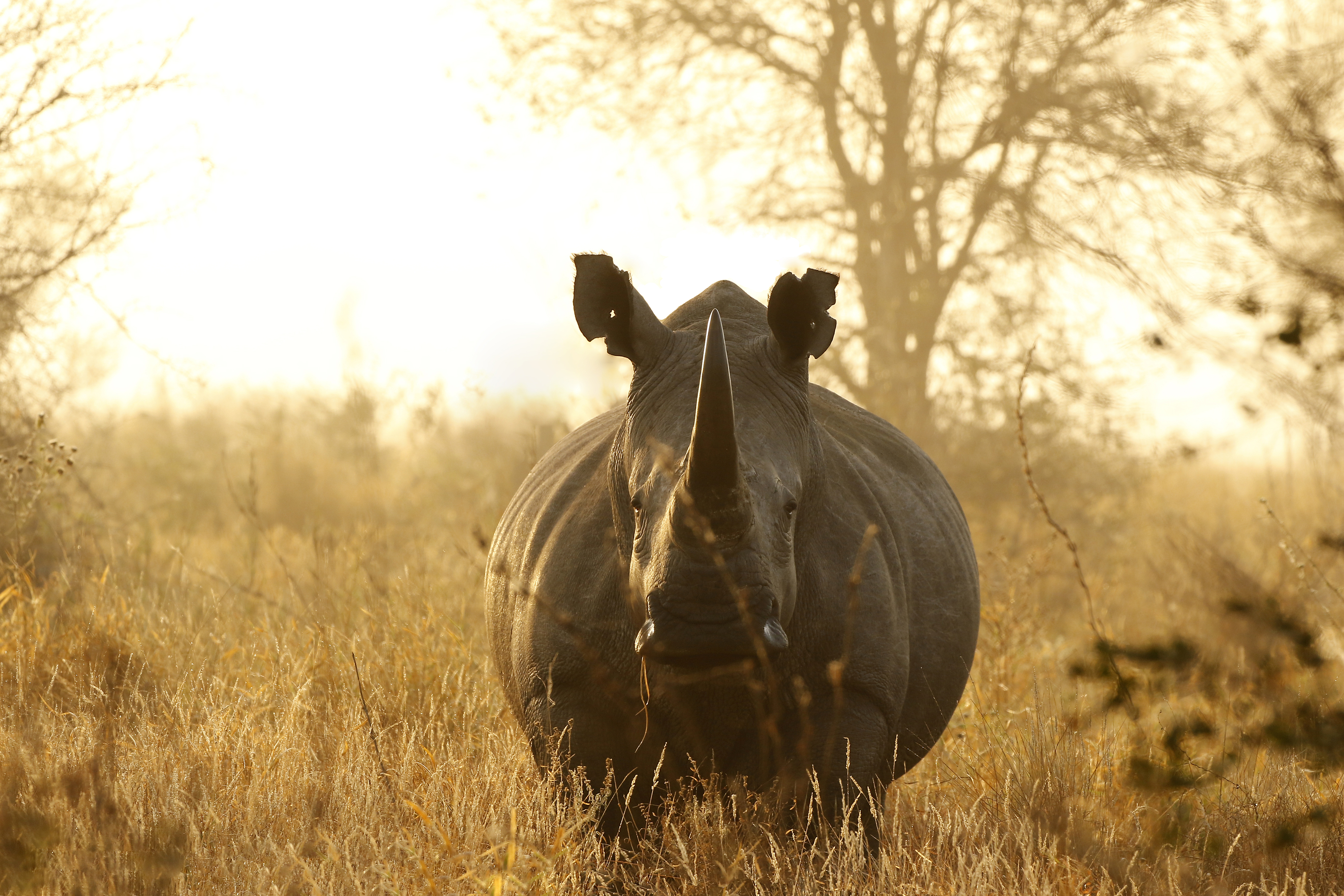 An African rhino looking straight ahead in a grassy plain at golden hour