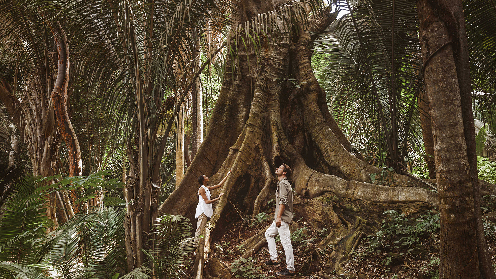 Caribbean, Mexico, One&only Mandarina, Jungle tree
