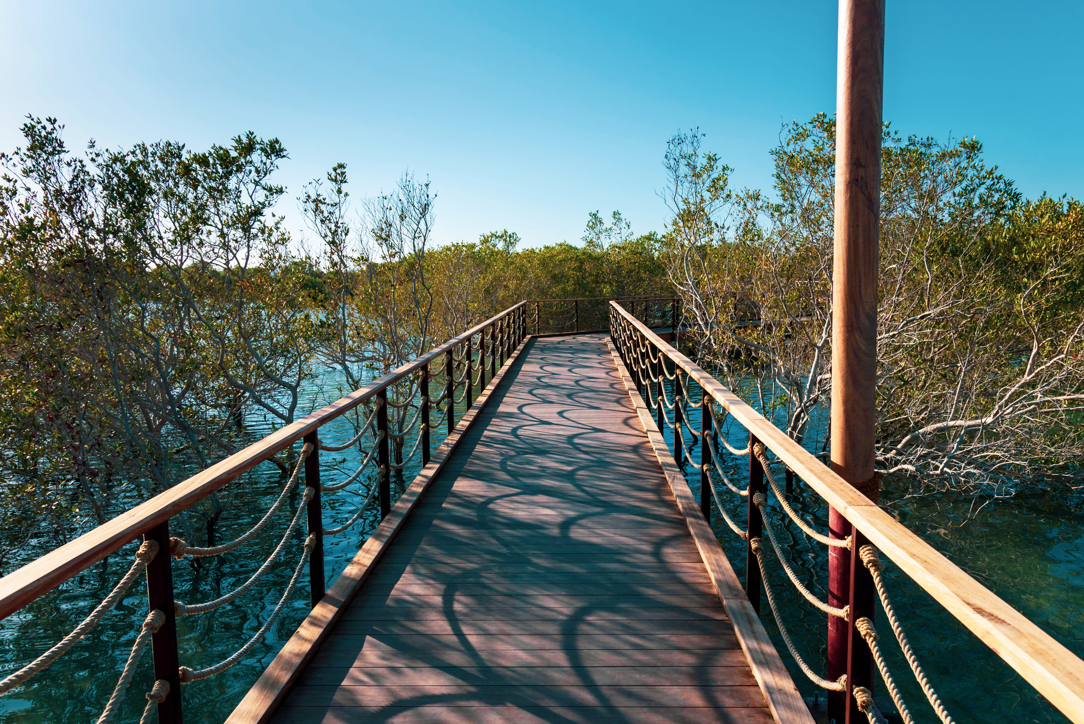A wooden boardwalk with rope railings extends over water, surrounded by mangrove trees under a clear blue sky in Jubail Mangrove Park, Abu Dhabi