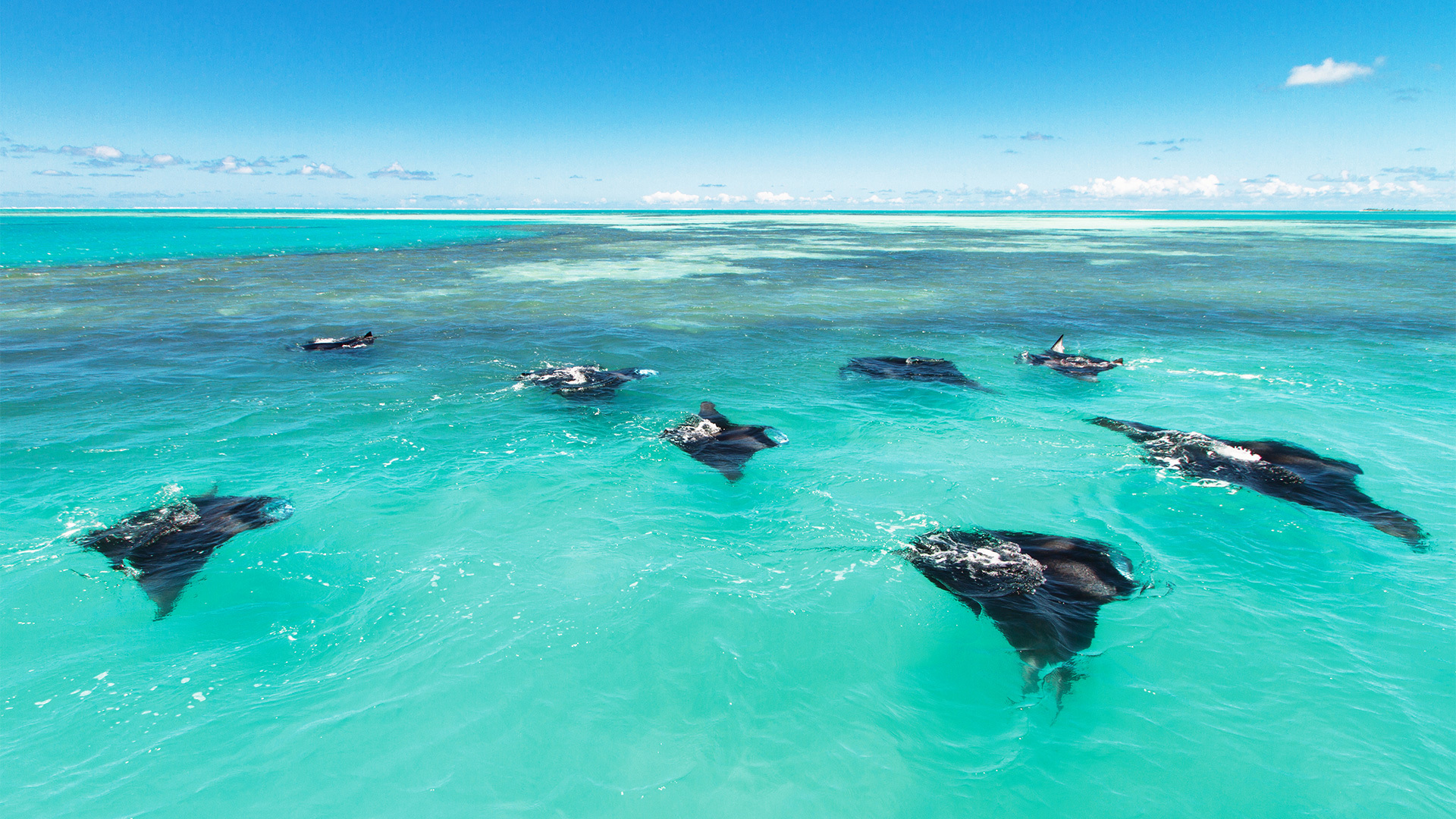 Snorkelling The Reefs