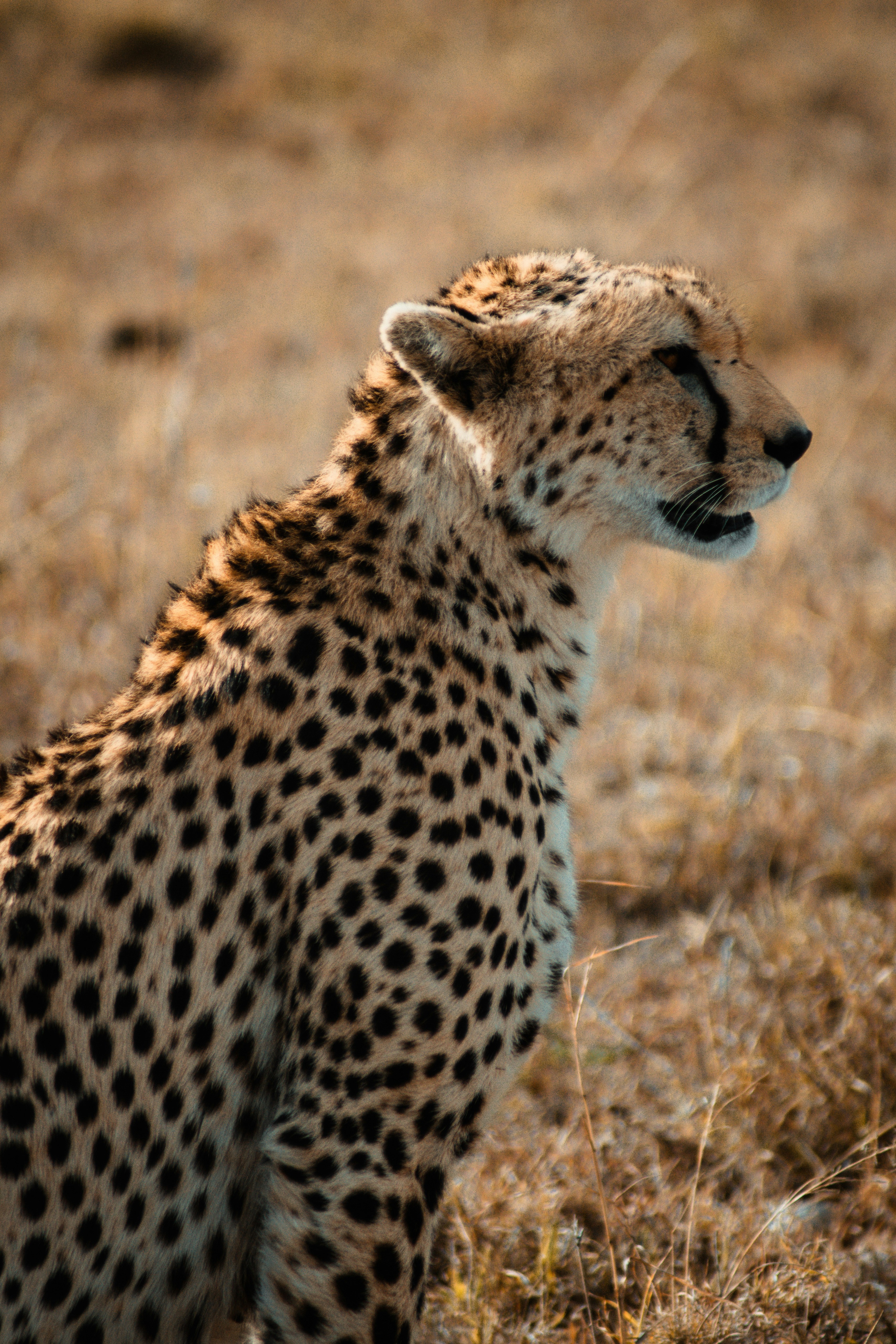 The side profile of a cheetah in grassland