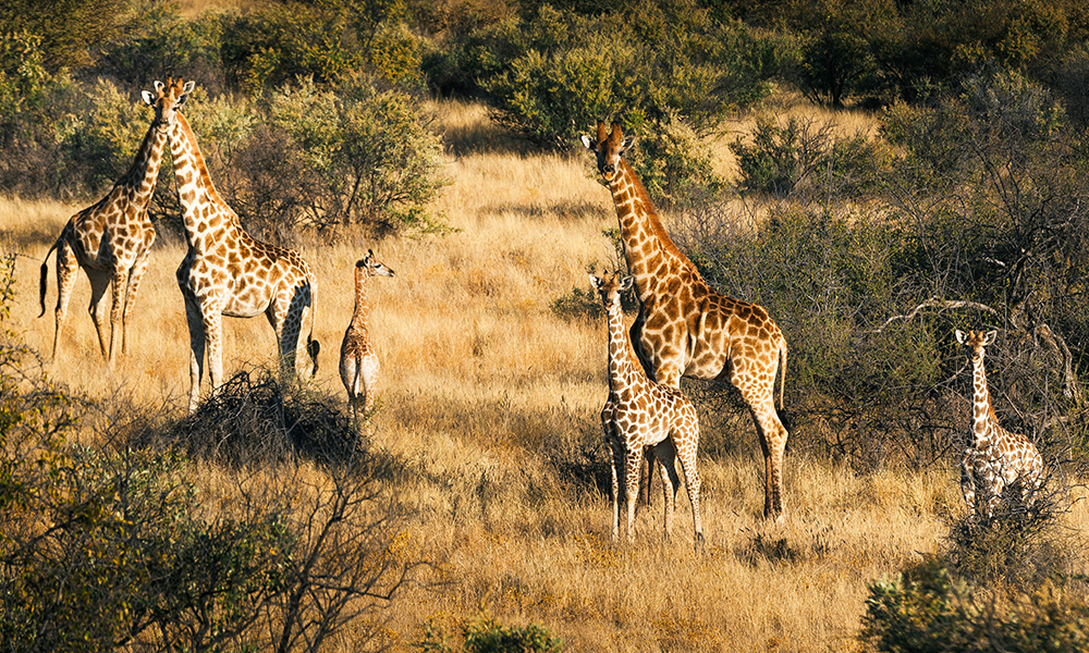 A group of giraffes, including adults and young, stand and graze in a grassy, bushy savanna landscape.