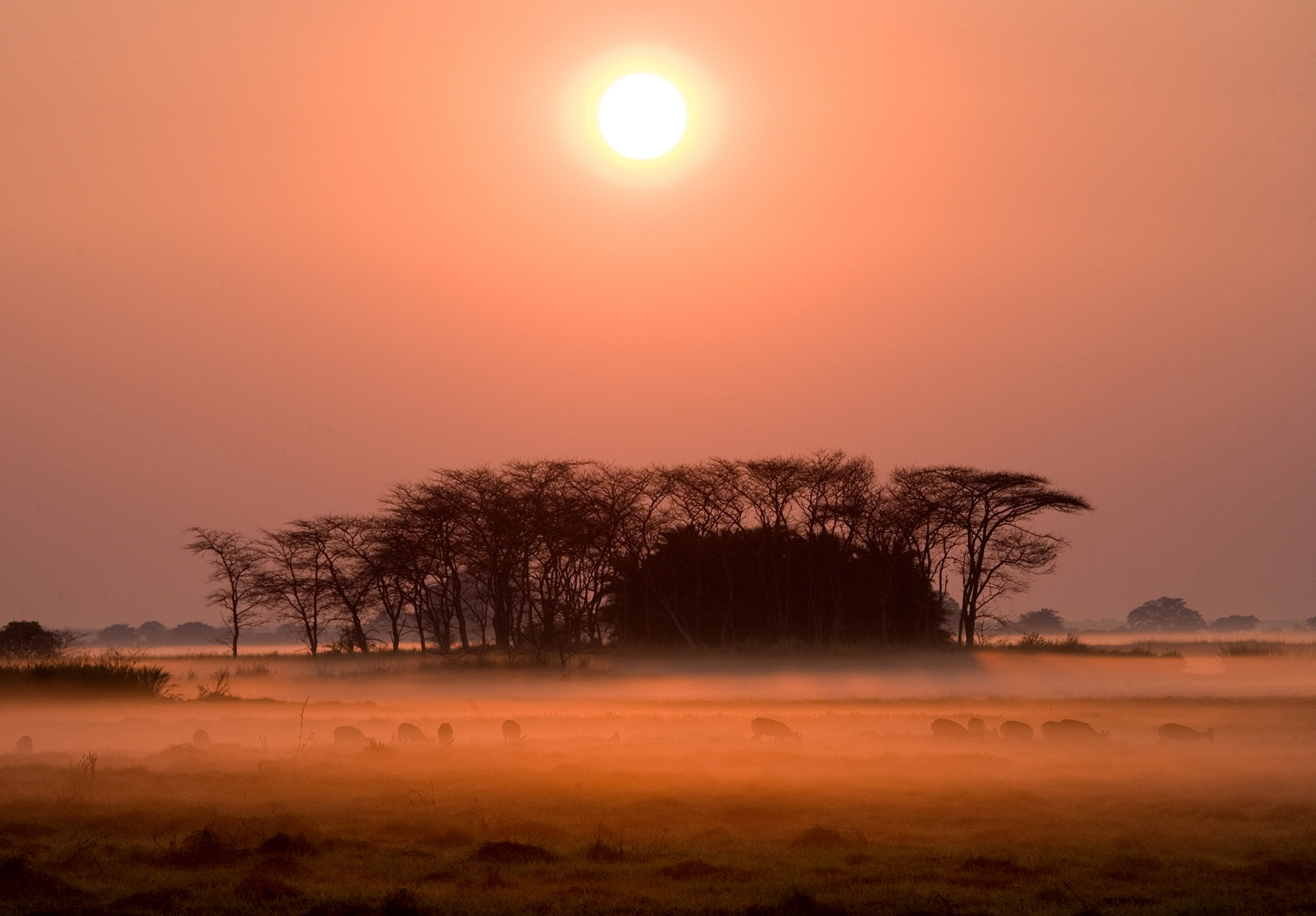a group of animals in a field with trees in the background