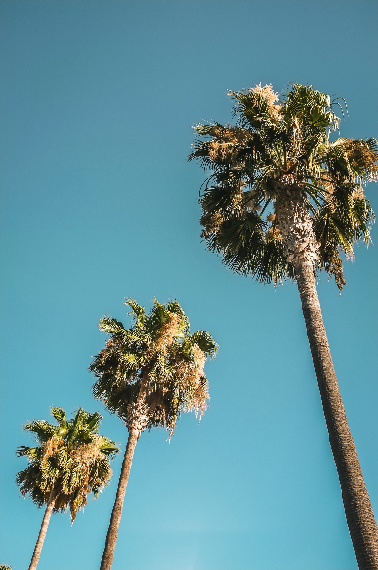 Looking up at three tall trees