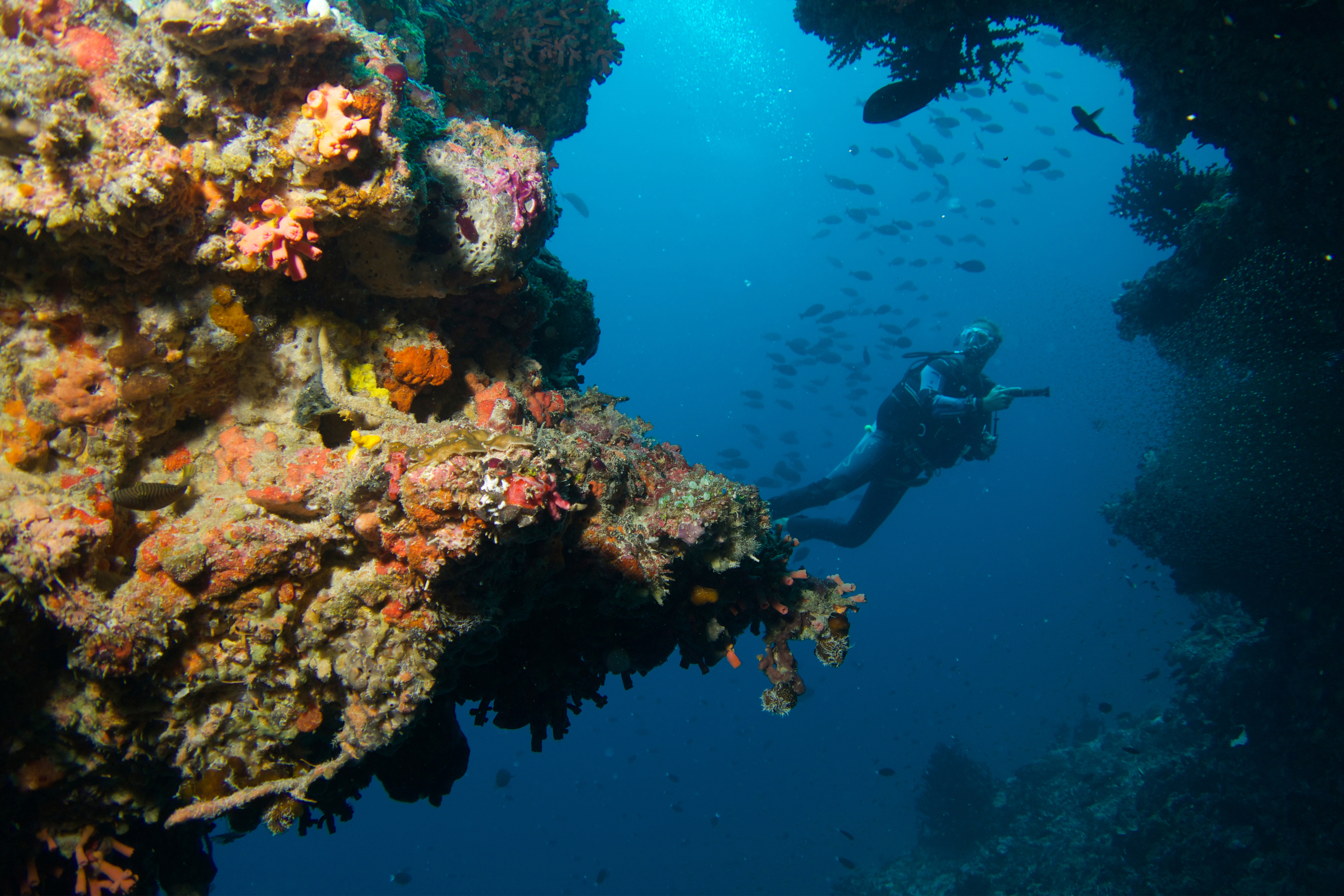 A diver swims by a dark coral reef with fish in the background