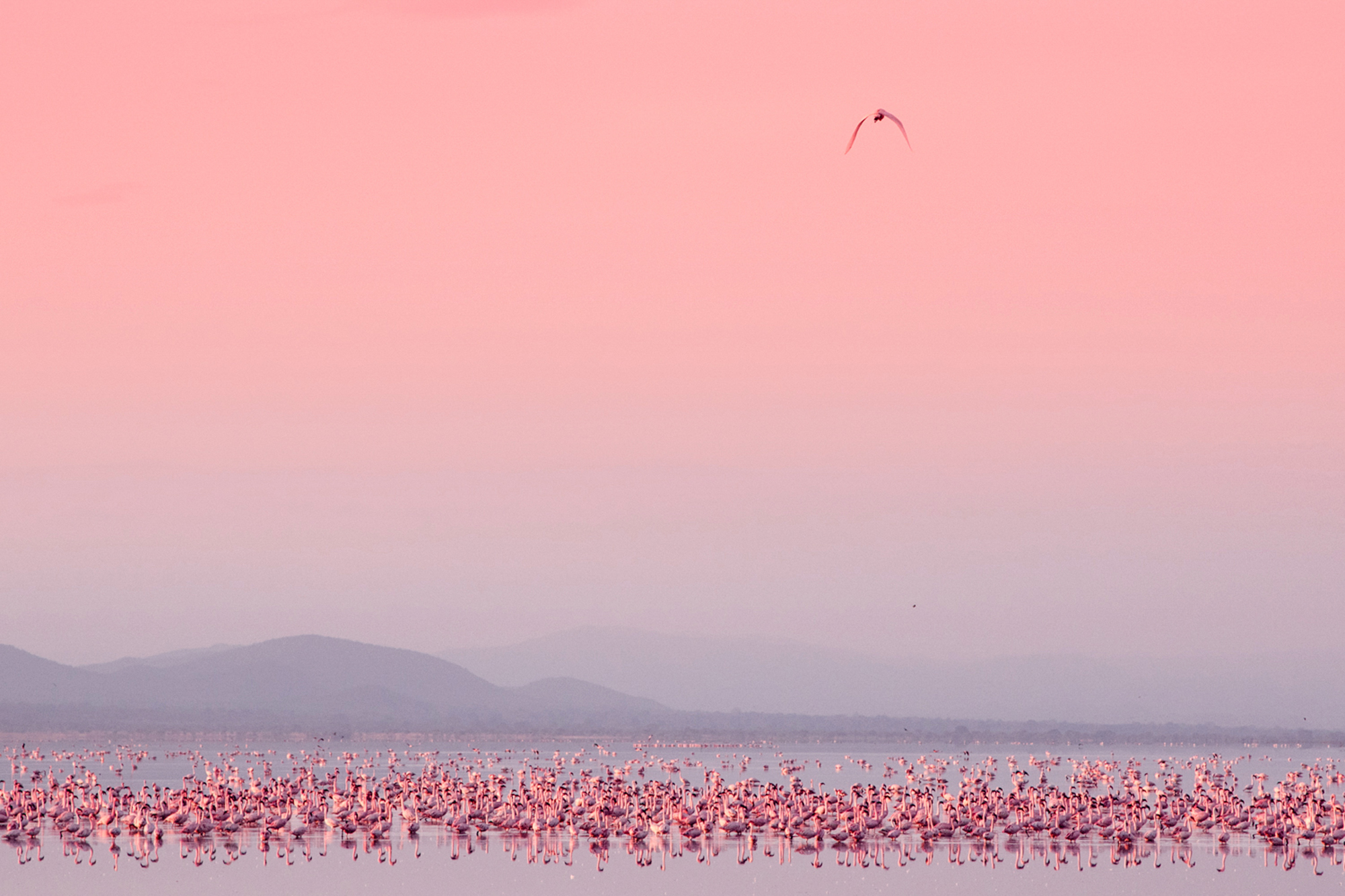 Pink flamingos on Lake Manyara under a pink sky with one flying overhead