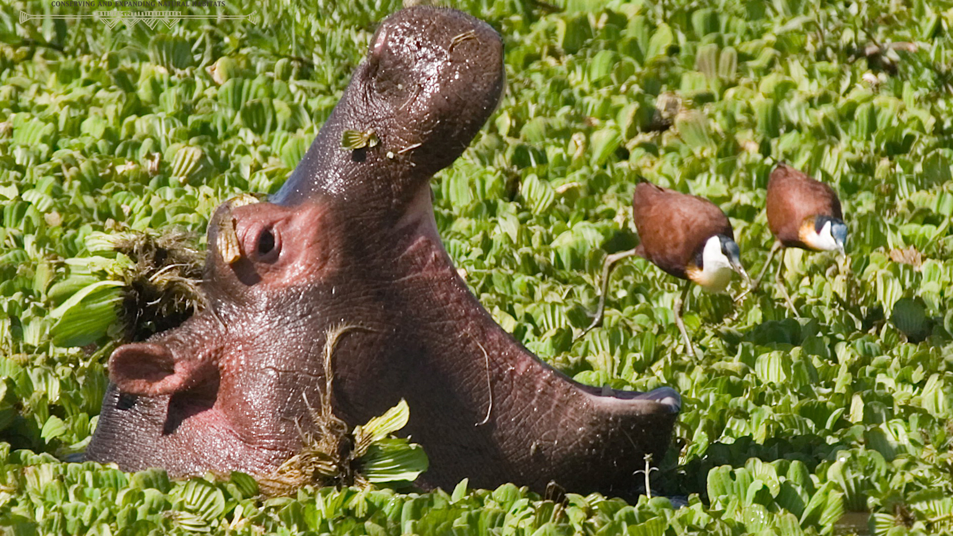 Africa, Kenya, Mara Plains Camp, Hippo