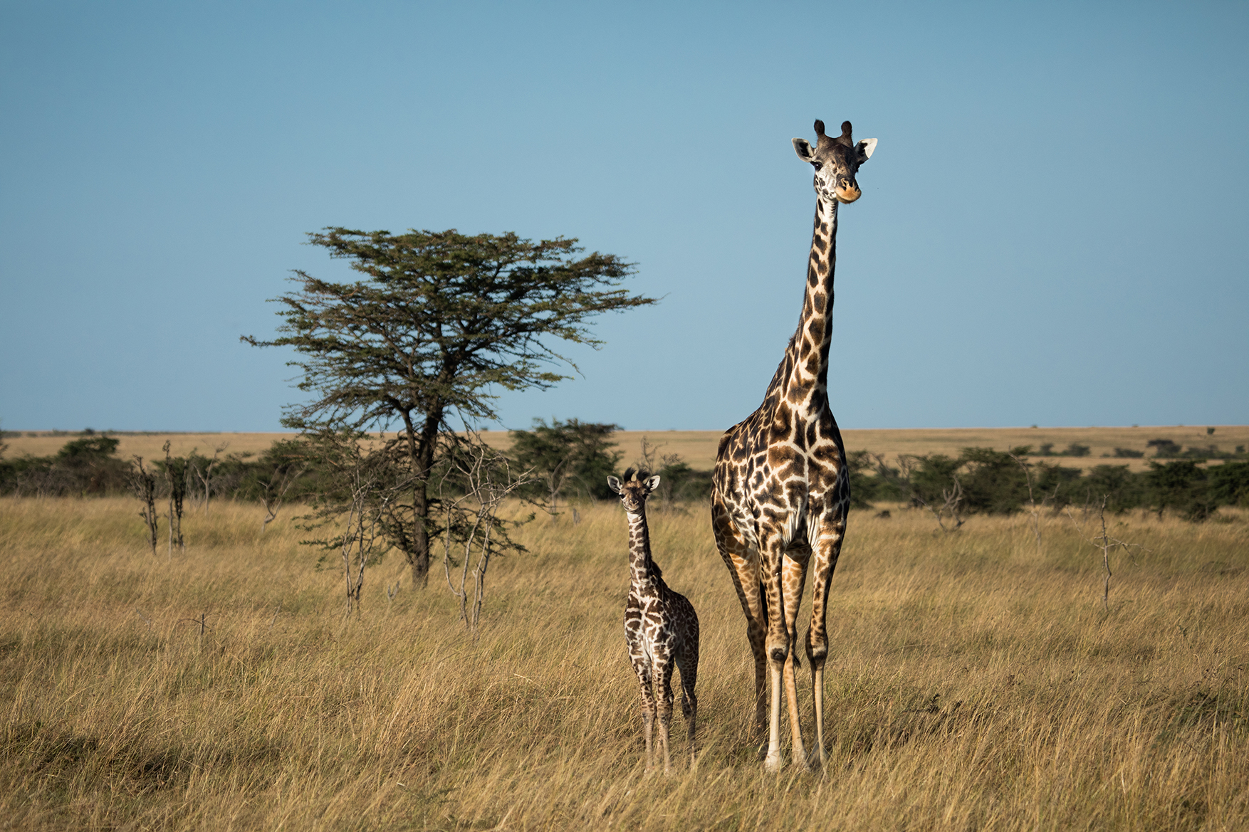 Africa, Kenya, two giraffes in the Maasai Mara National Reserve