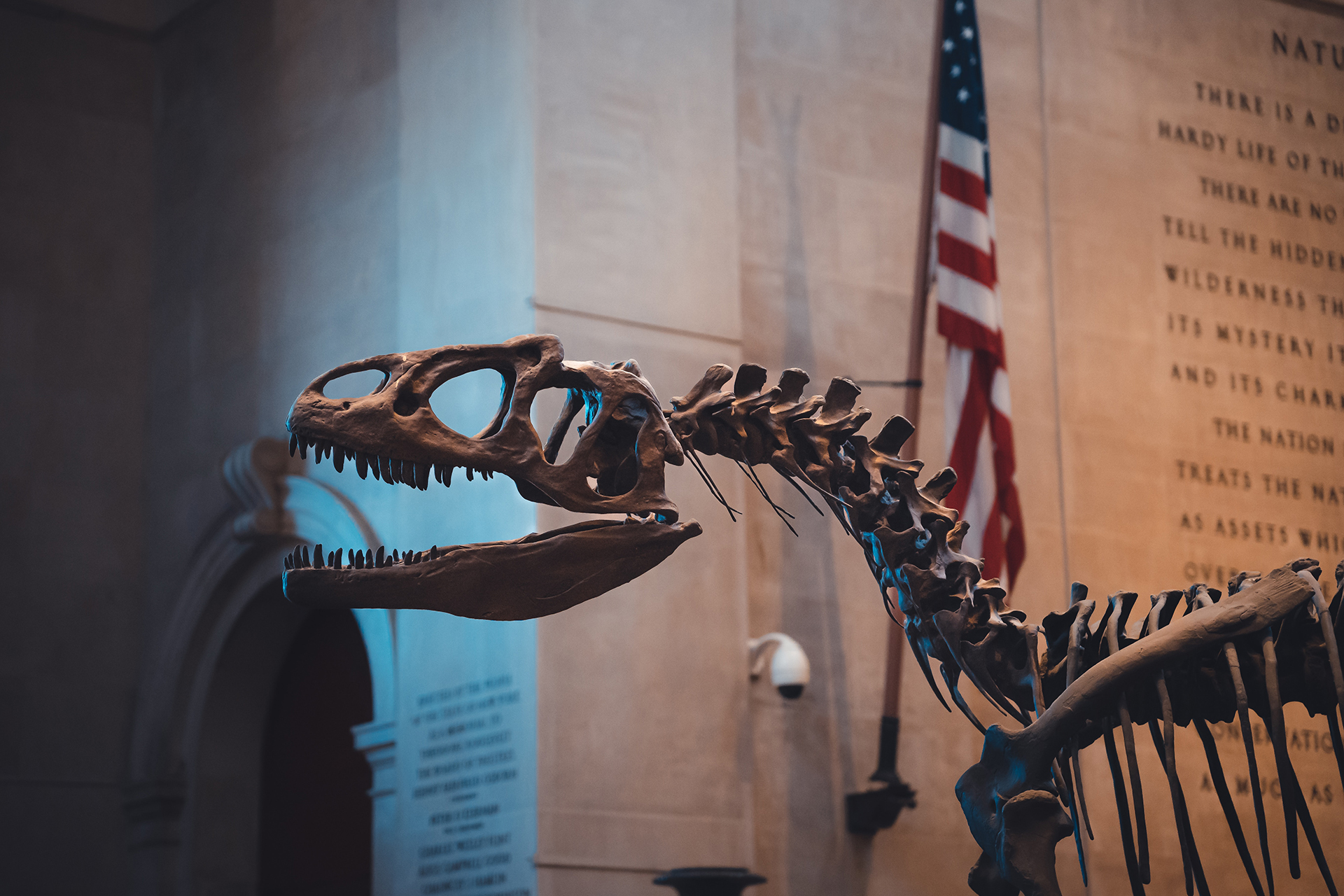 A dinosaur skeleton in a museum with the US flag behind