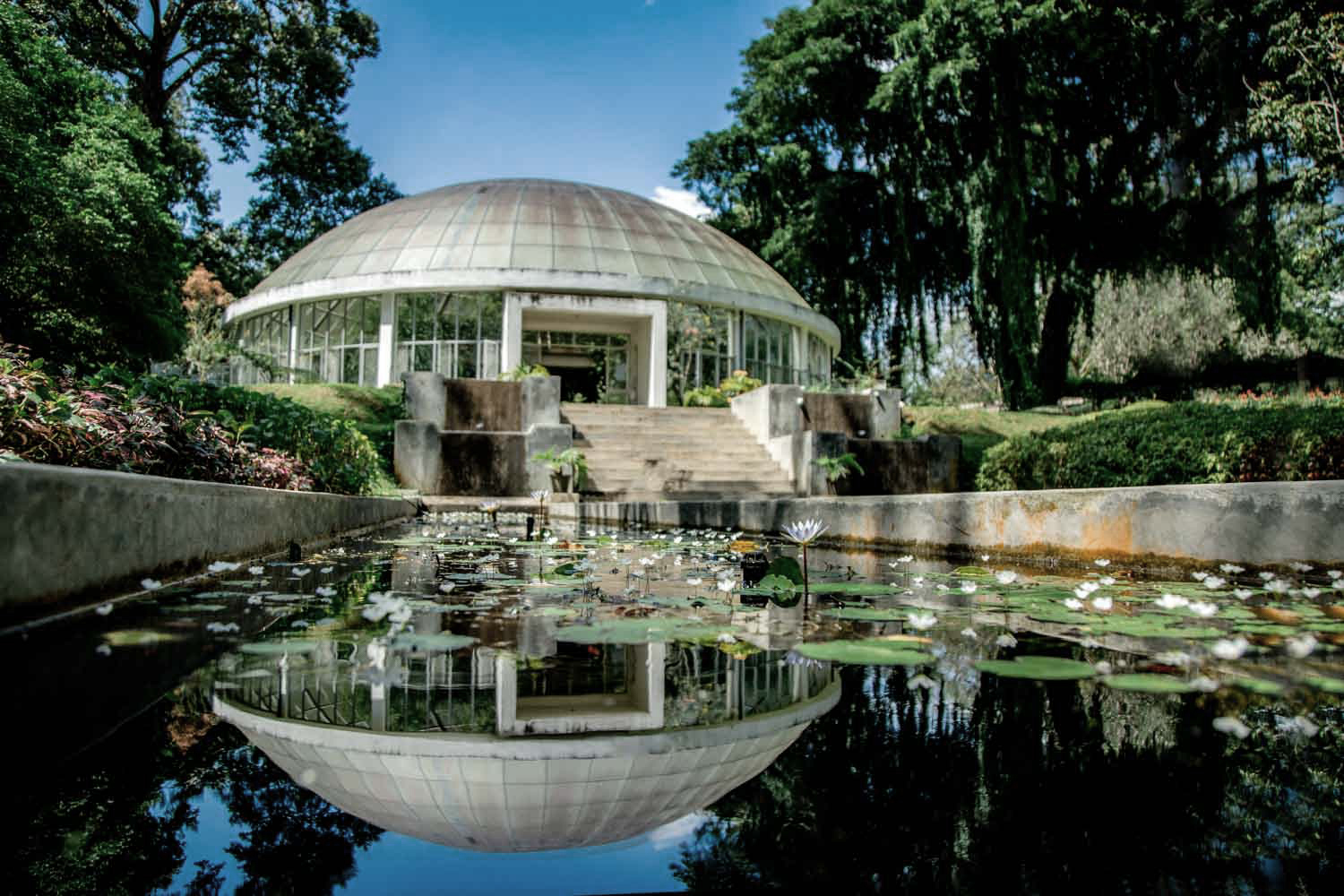 A low angle taken just above water filled with flowers and pads at the Royal Botanic Gardens, Peradeniya