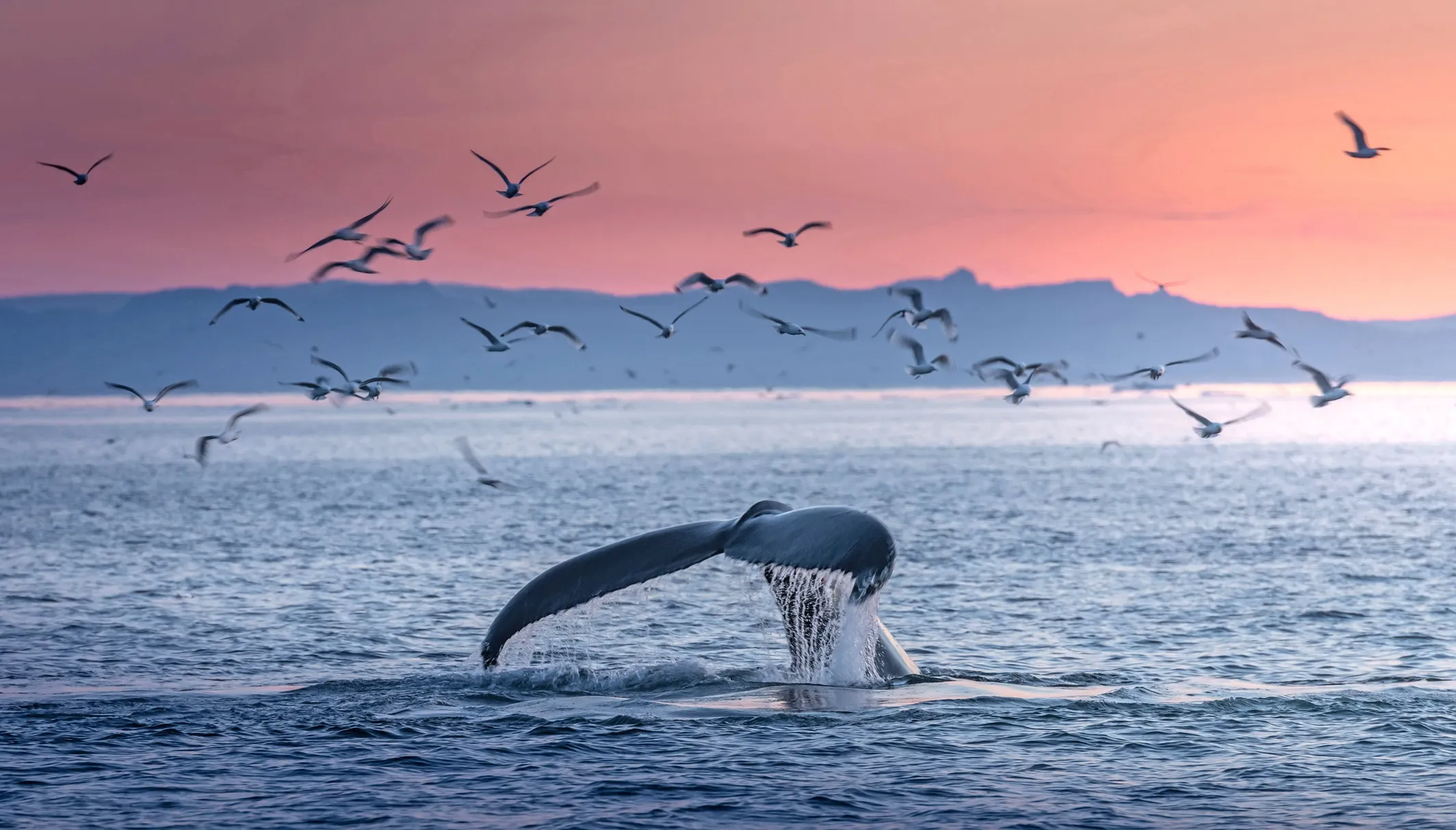 Whale’s tail rising from the ocean with seagulls overhead and a pink-orange sunset in the background.
