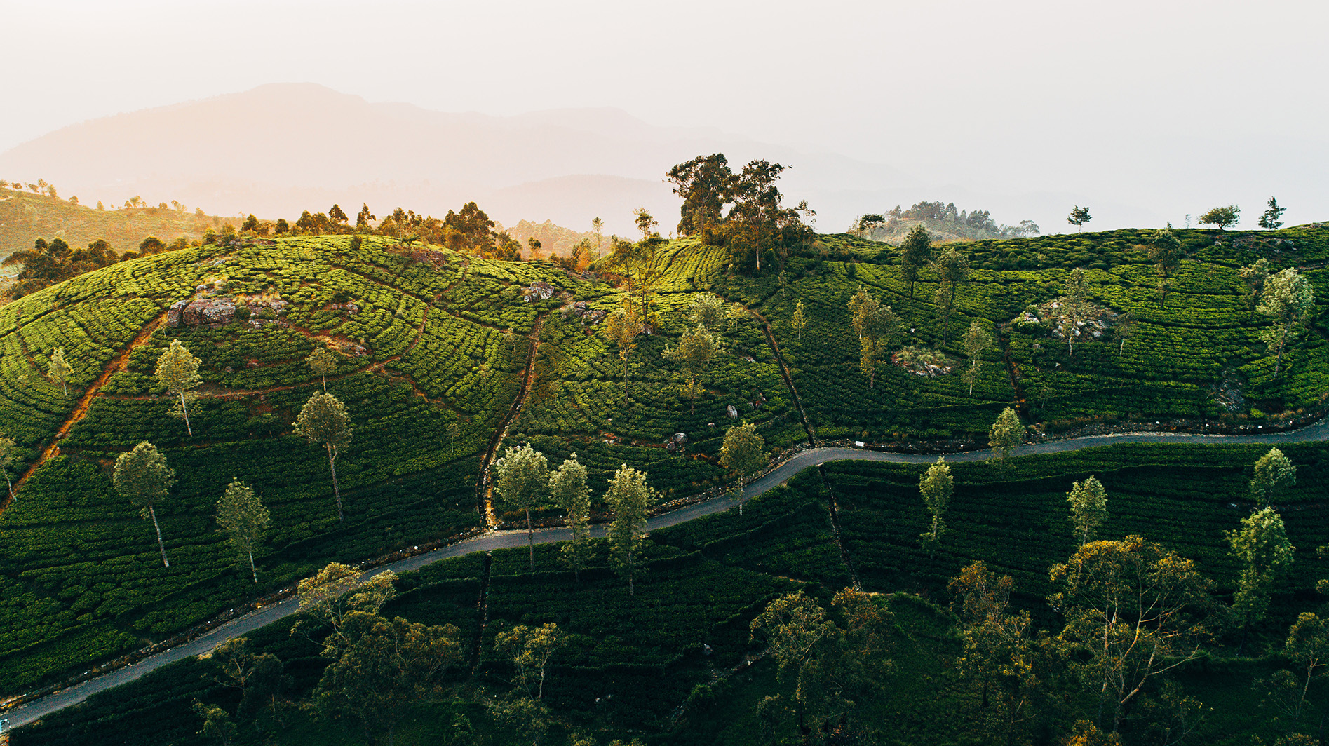 Sunset view of tea plantation terraces and road running below