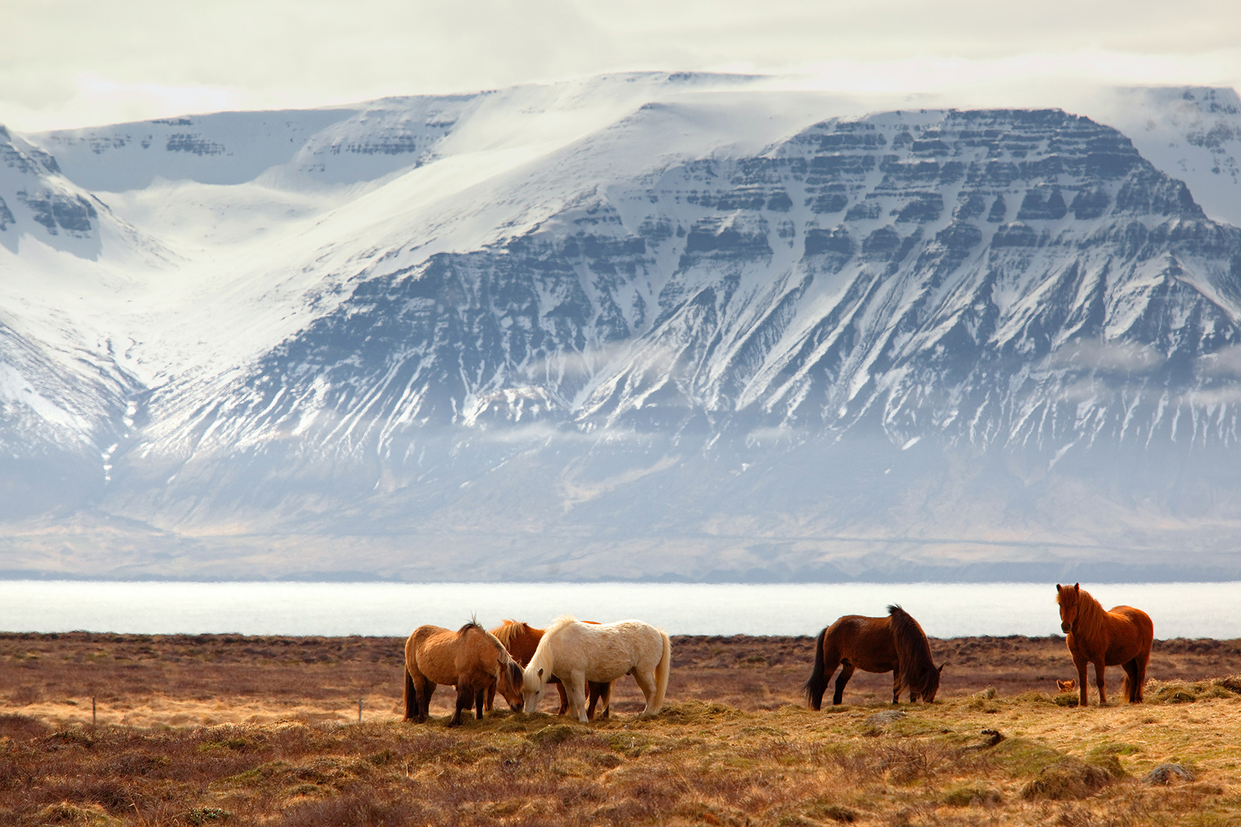 Five horses grazing with a body of water and snowy covered mountain in the background