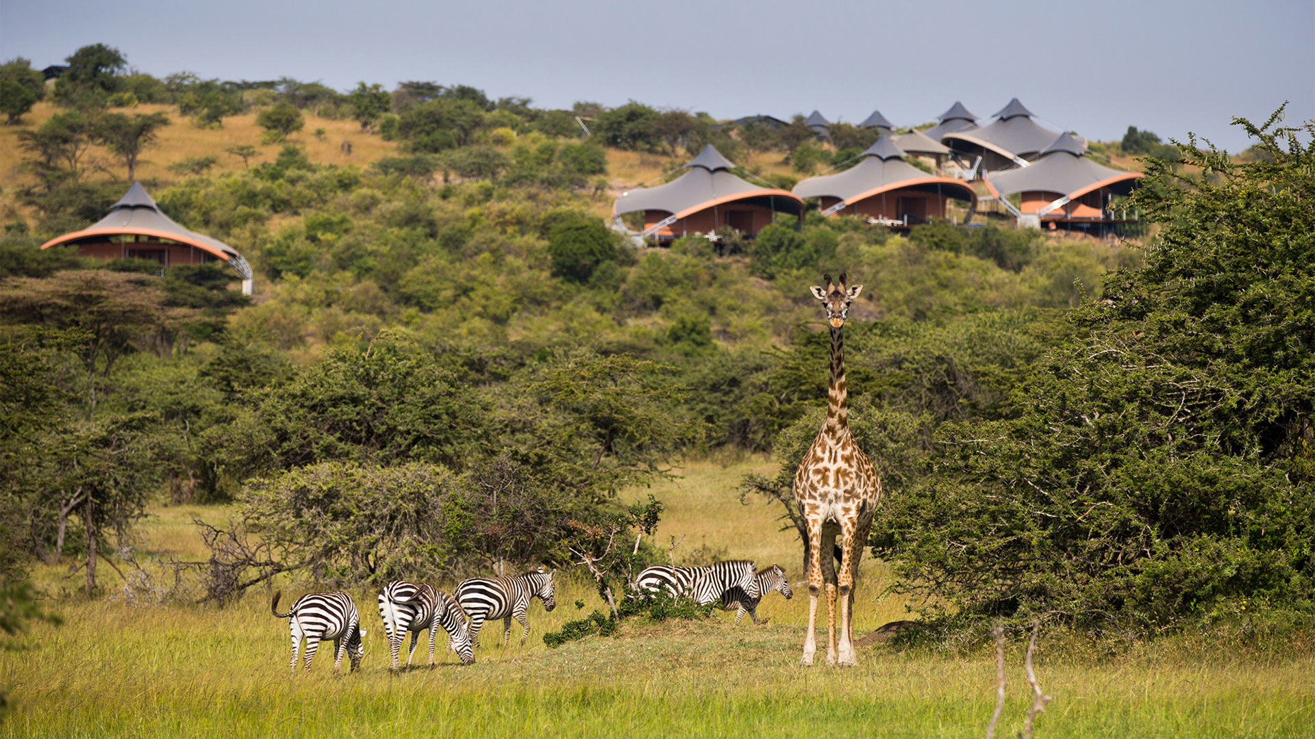 Giraffes and zebras at Mahali Mzuri