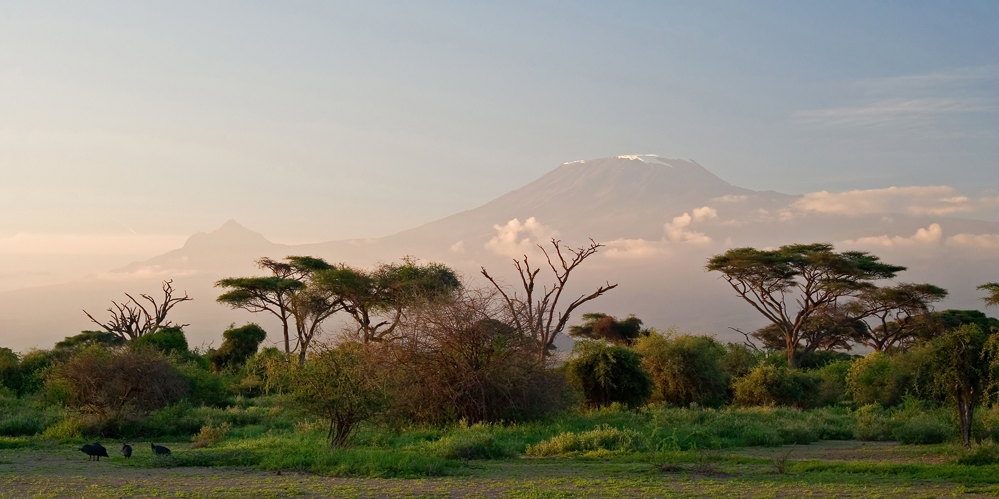 Lush green trees is a hazy Mount Kilimanjaro in the background