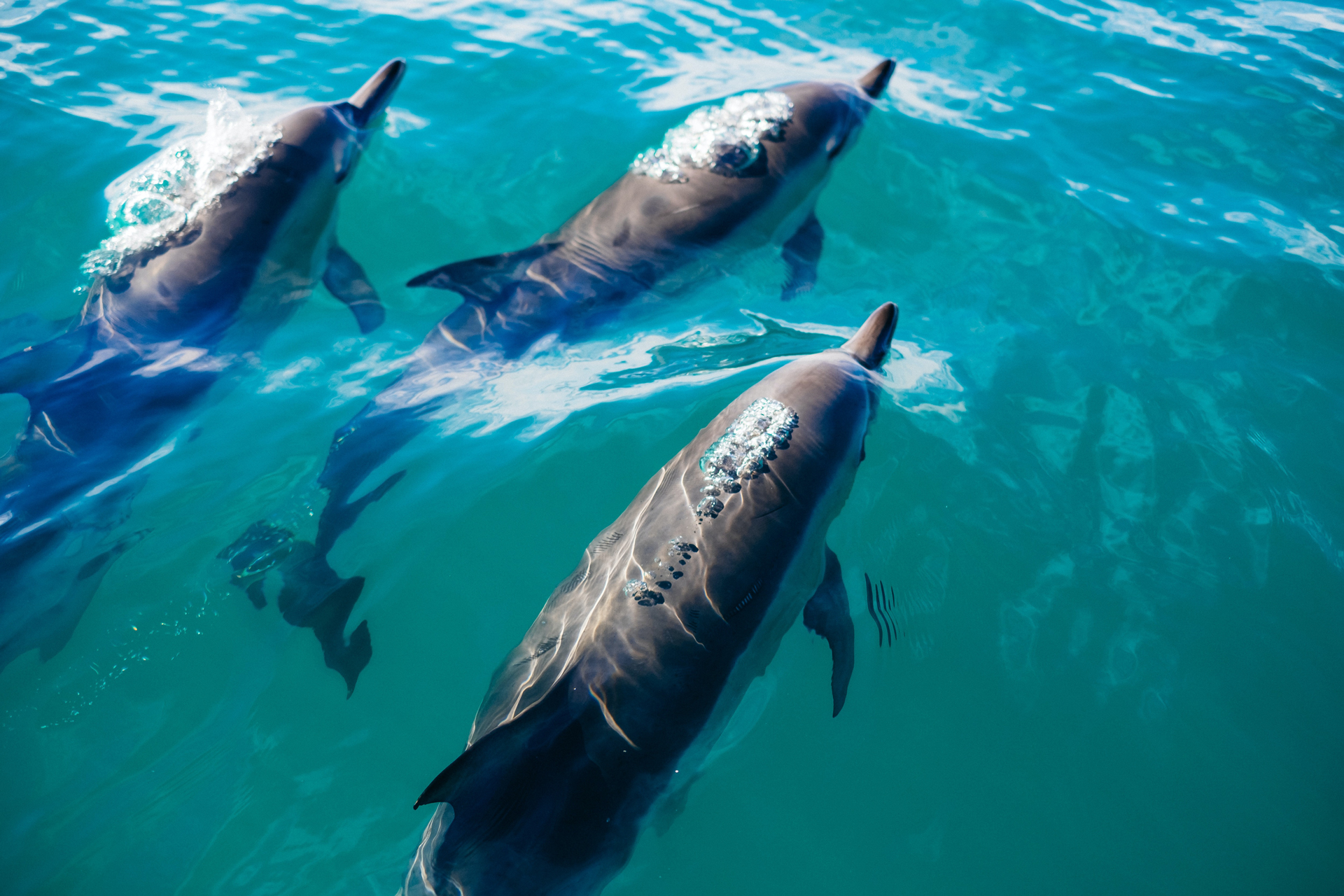 Three dolphins swimming near the surface