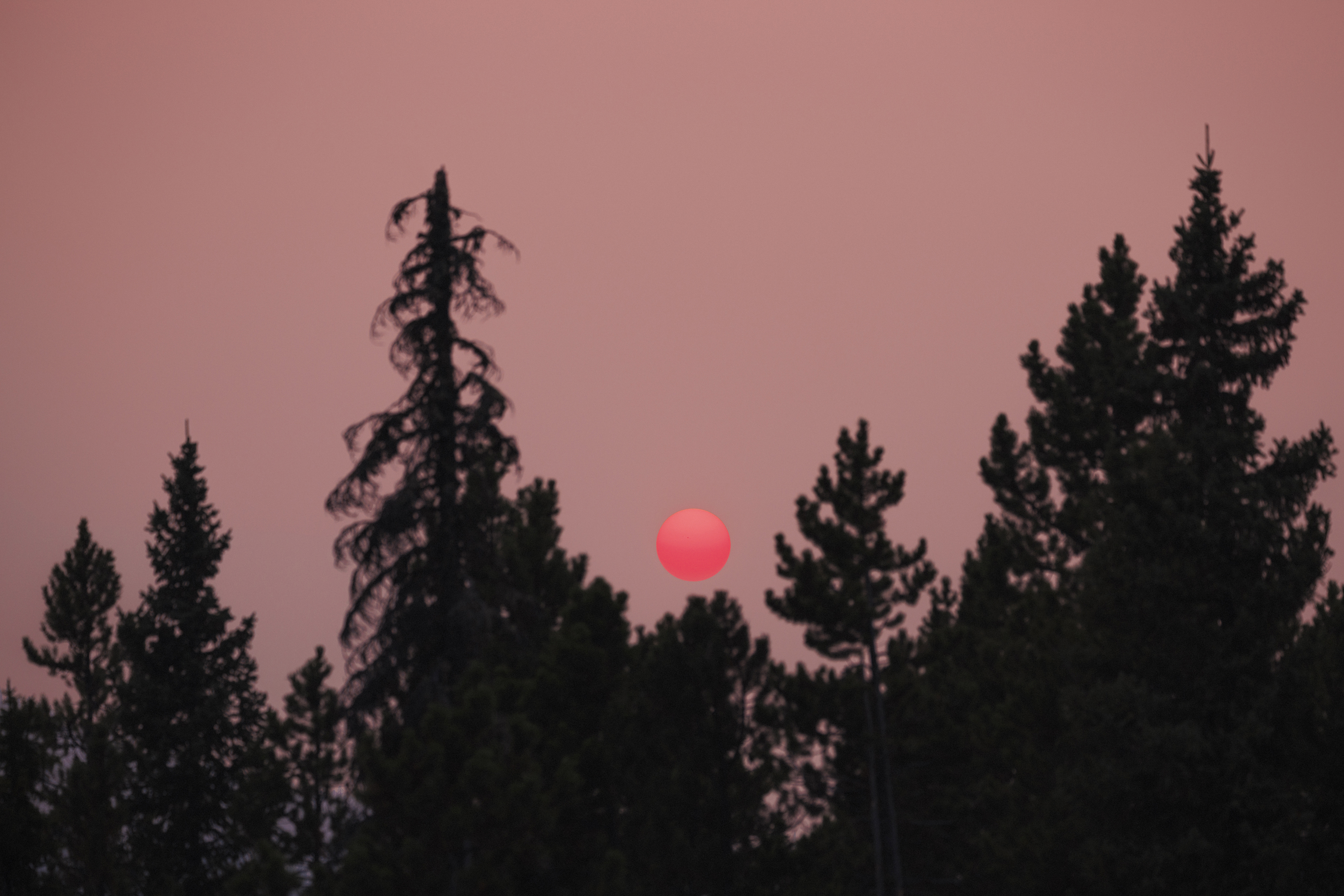 A red moon in a pink sky with trees silhouetted in front