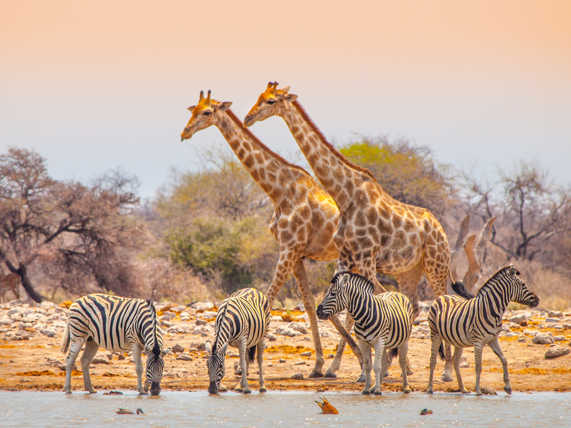 Zebras drinking in the foreground with giraffes walking behind