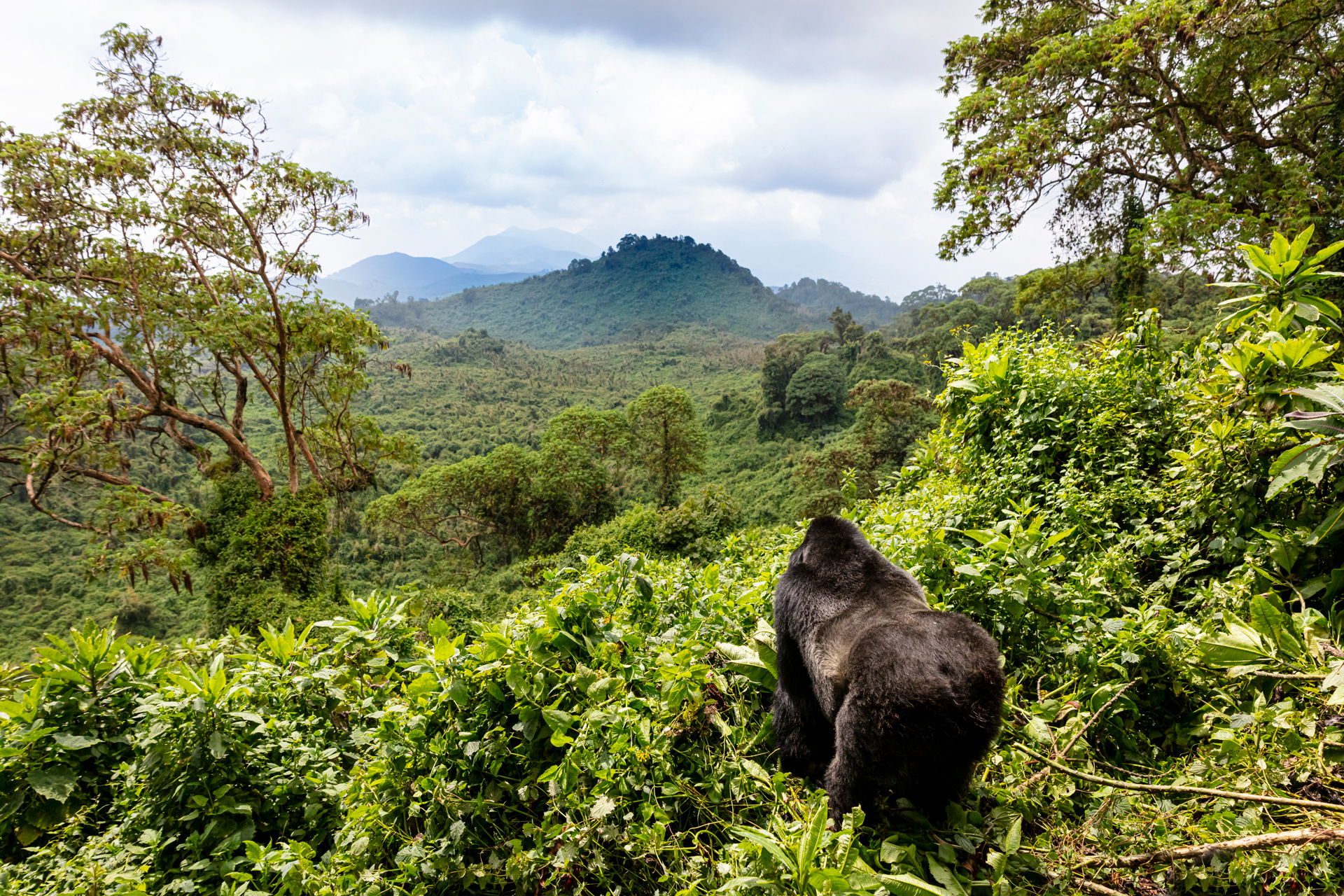 A gorilla looking out into the jungle