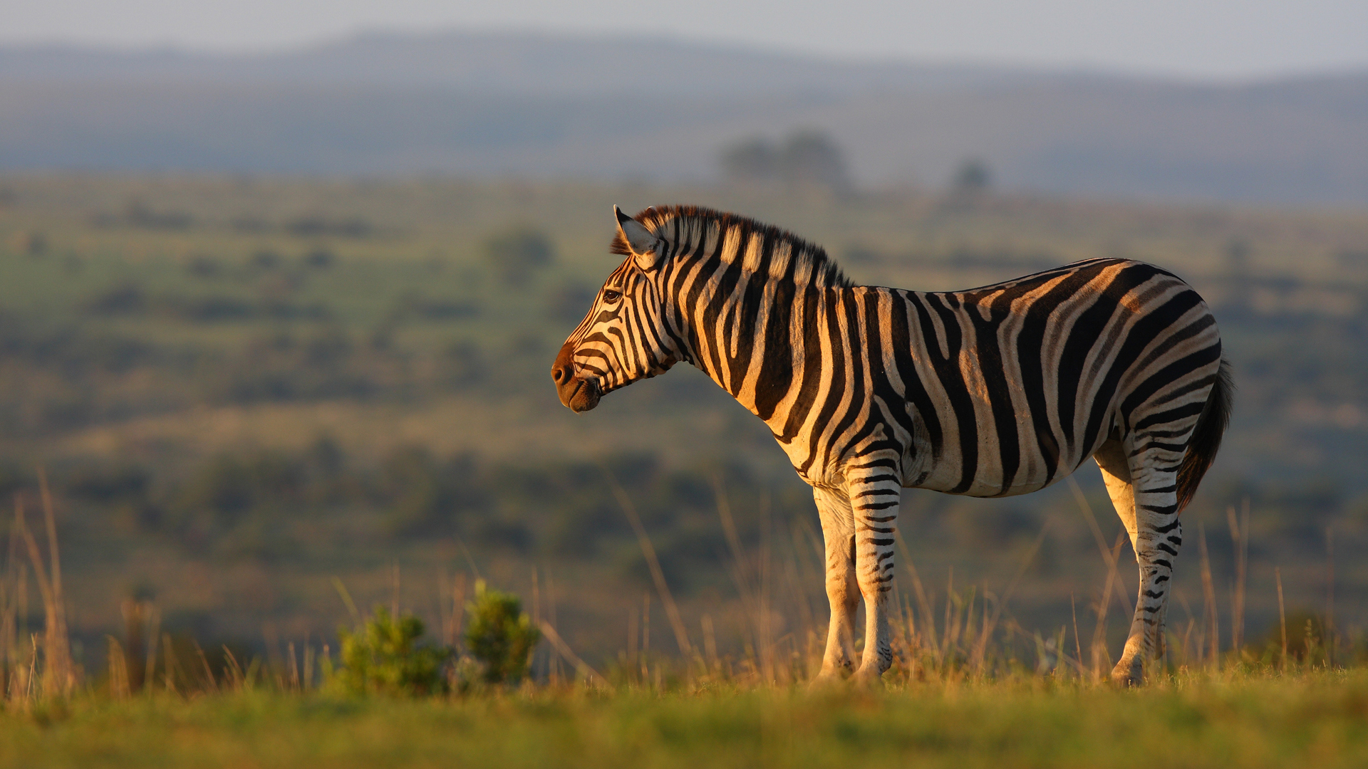  Africa, South Africa, Sarili Lodge at Shamwari Private Game Reserve, Wildlife