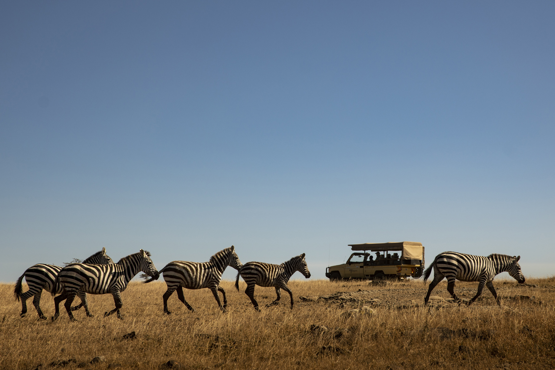 A safari vehicle parked behind a herd of zebra running across the savannah