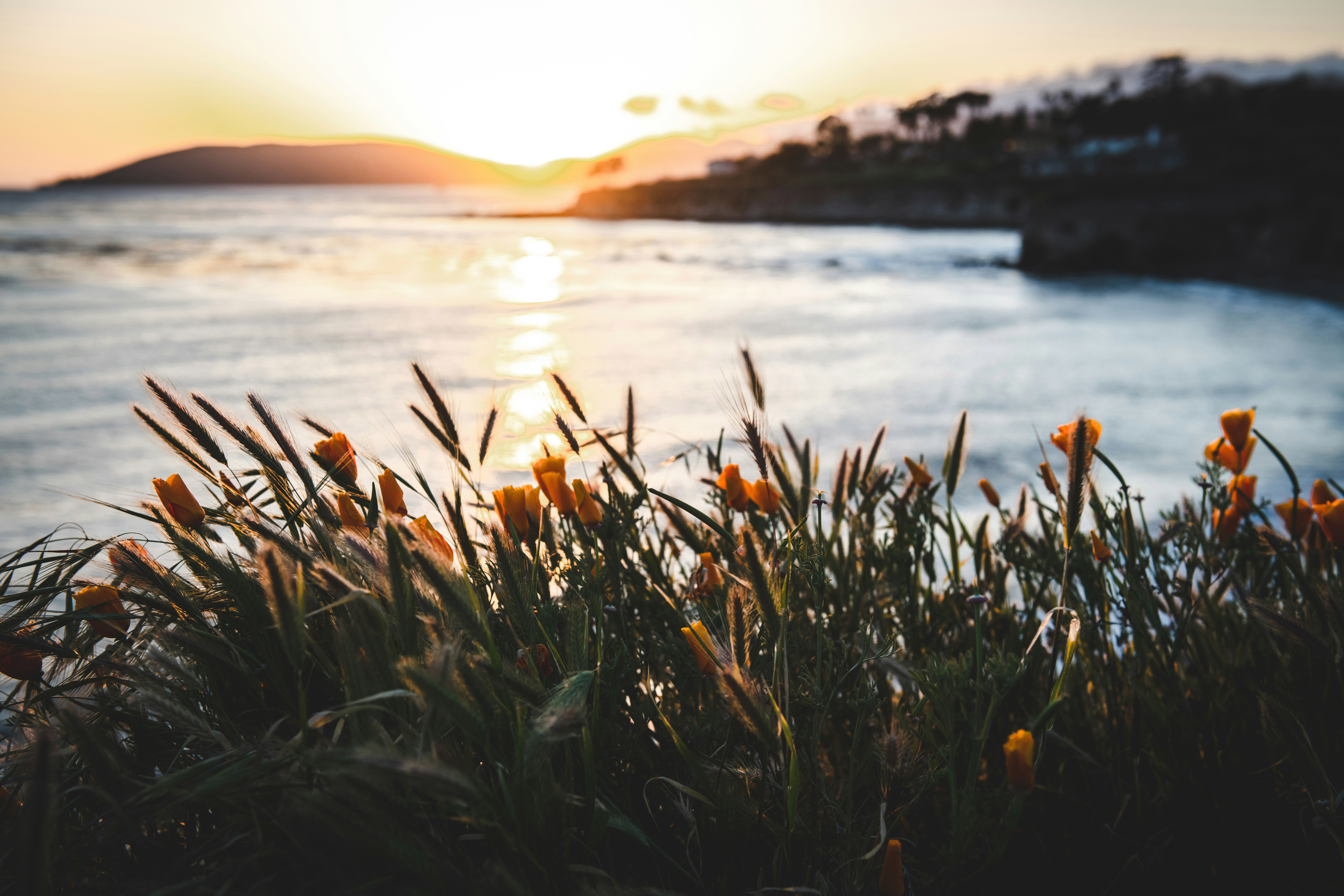 Field of poppies on a cliff in Pismo Beach