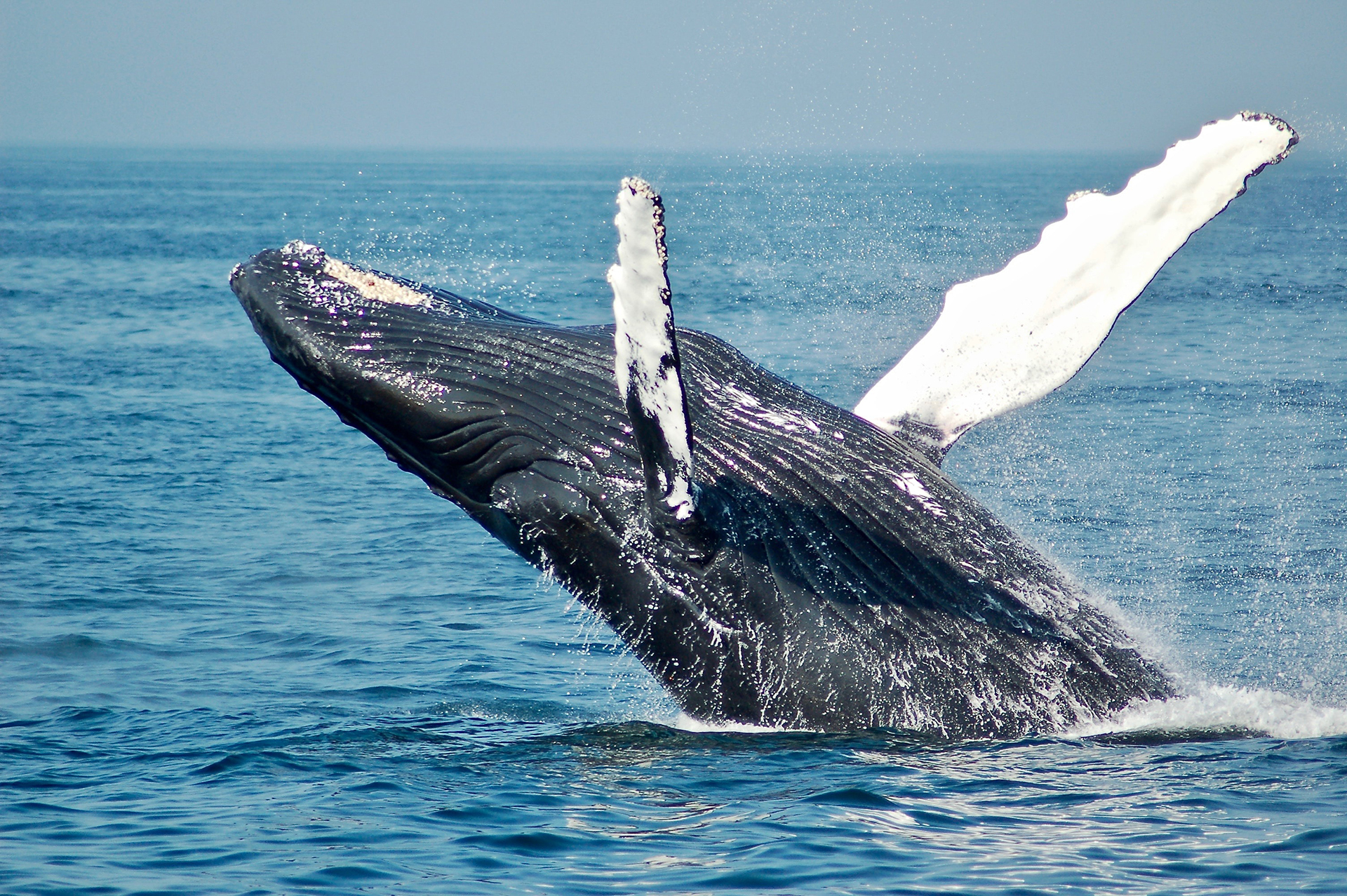 A humpback whale jumping out of the sea