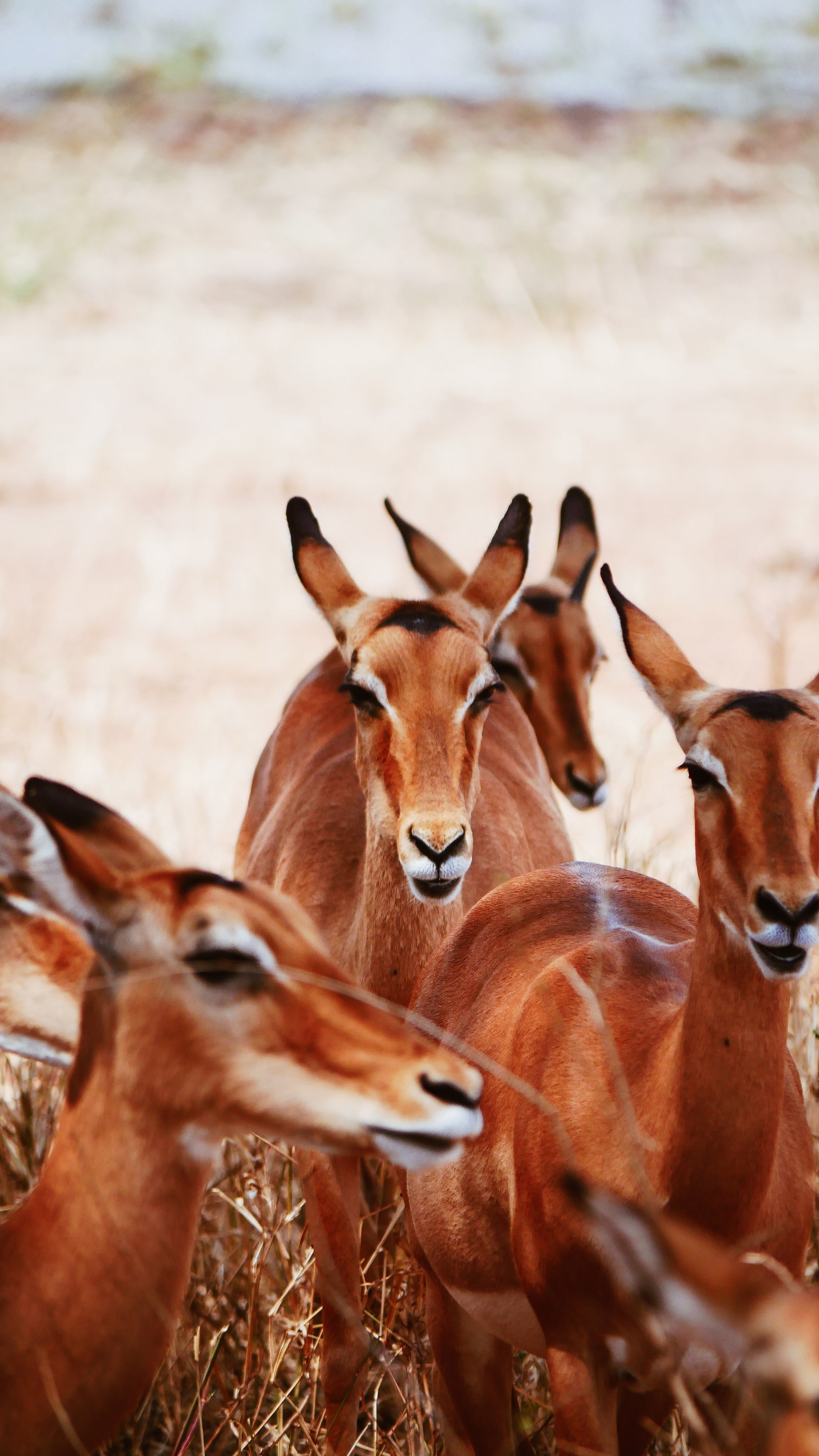 A close up of antelopes