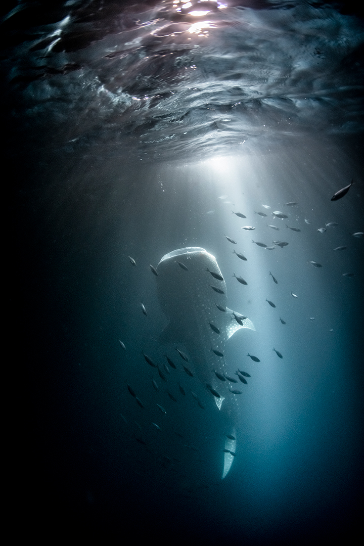 Indian Ocean, Maldives, COMO Maalifushi, A whale shark at night
