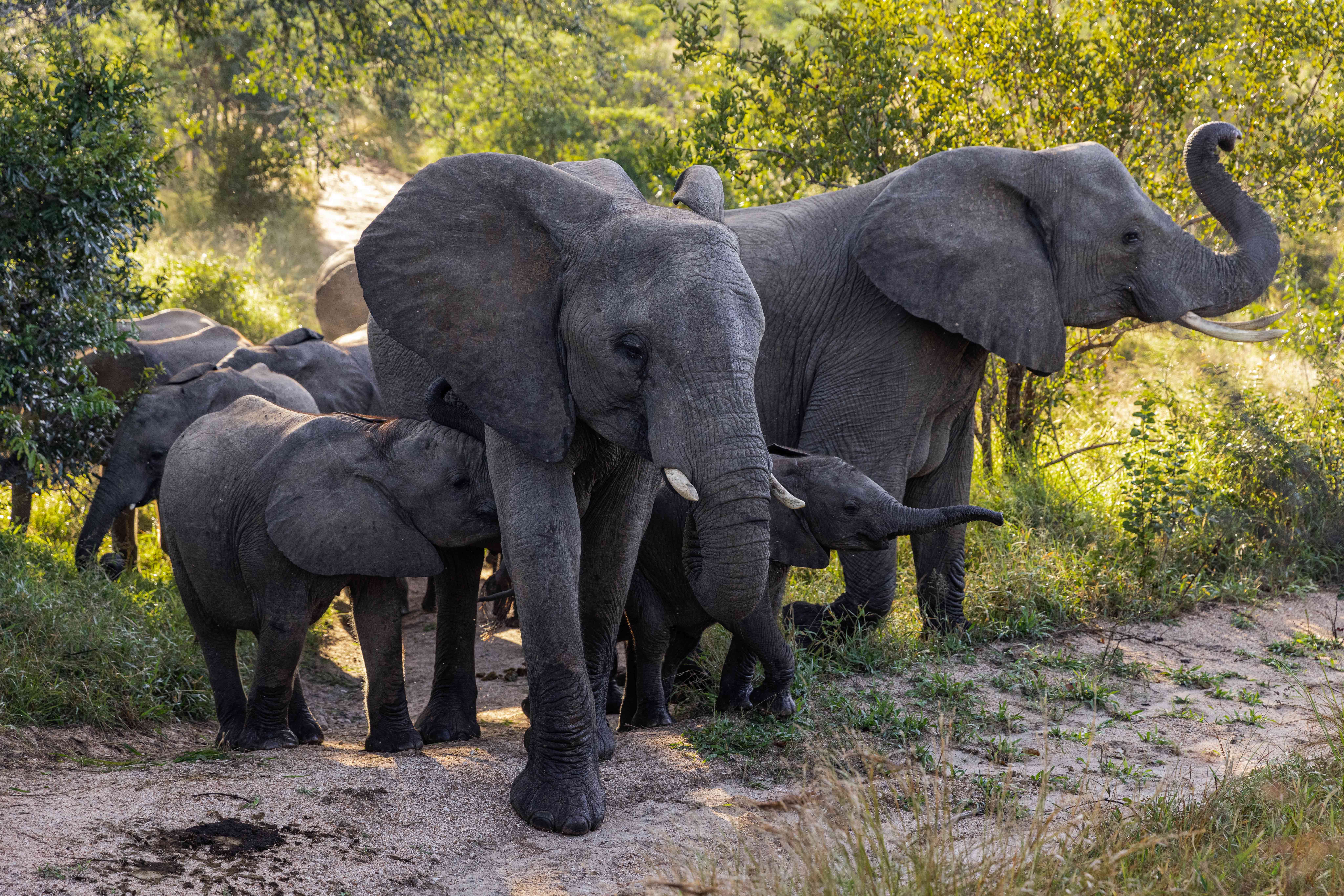  Africa, South Africa, Ulusaba Safari Lodge, Elephants