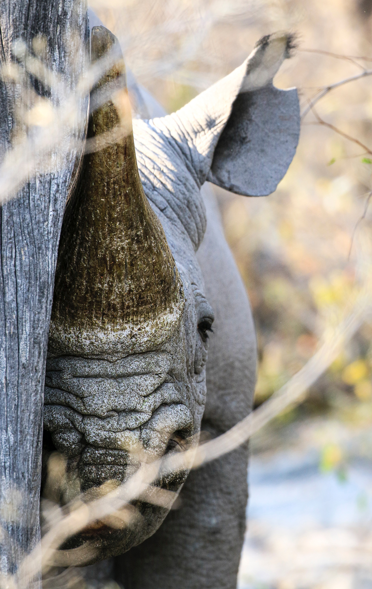 A close up of a rhinos face