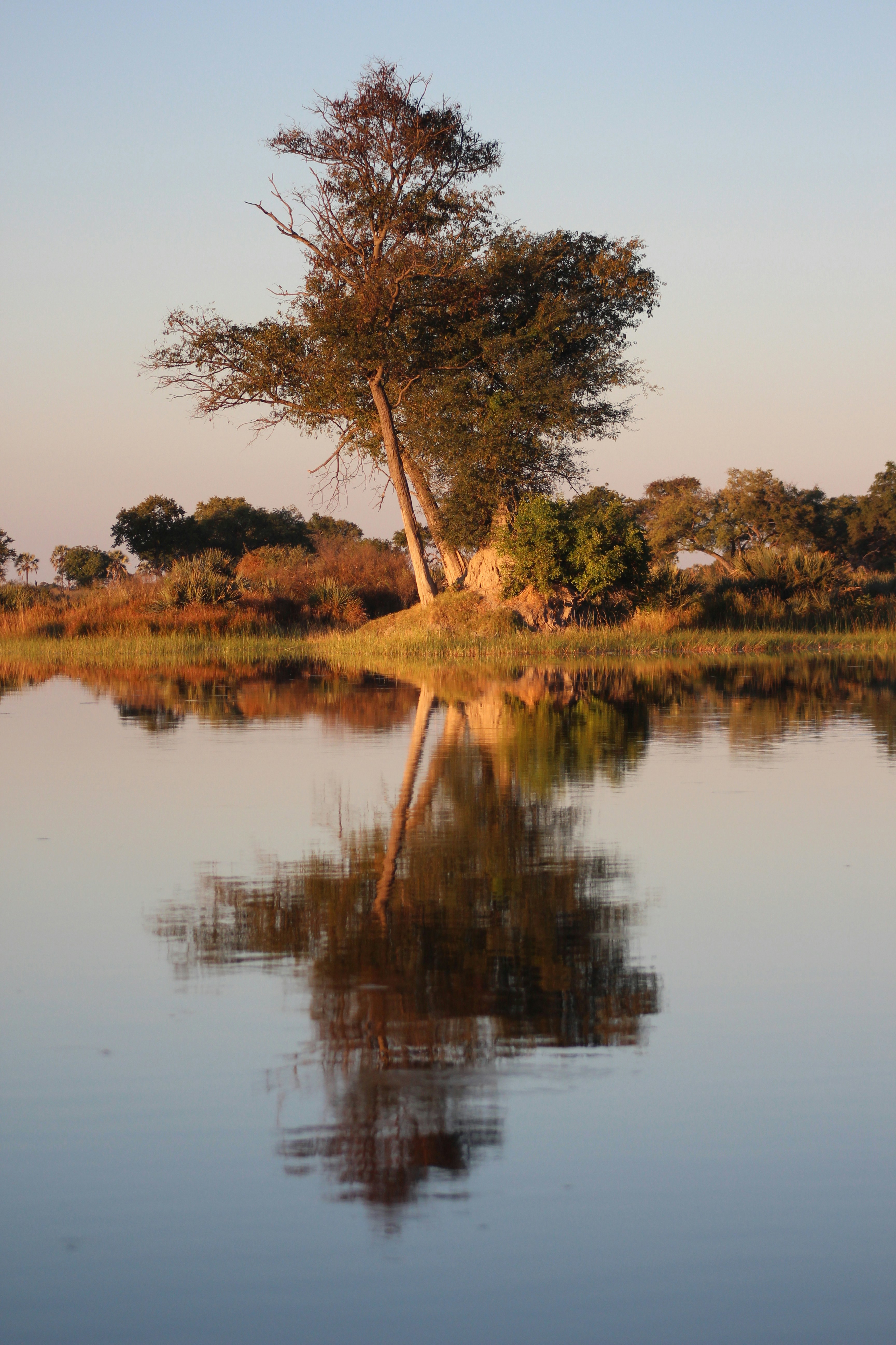 Large tree reflected in the water of the Okavango Delta