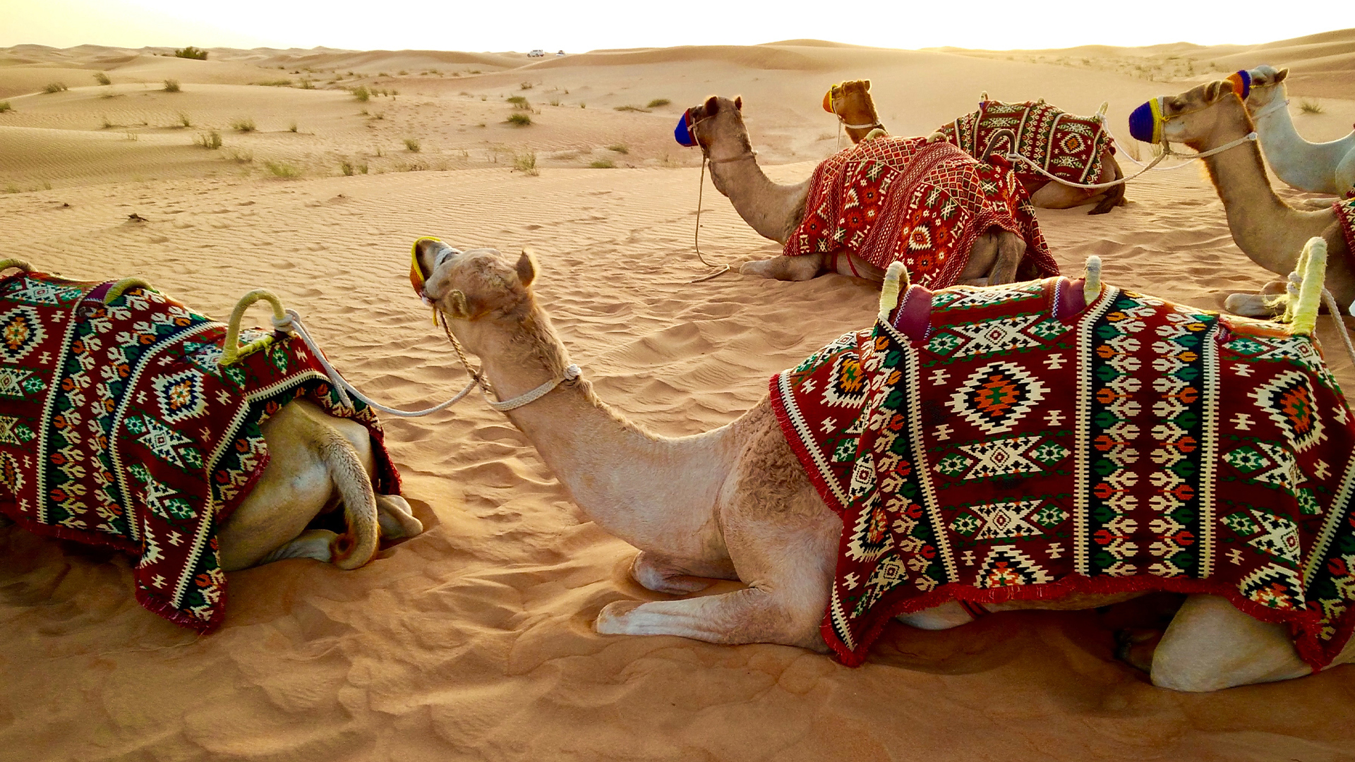 Indian Ocean, Mauritius & Dubai, Camels