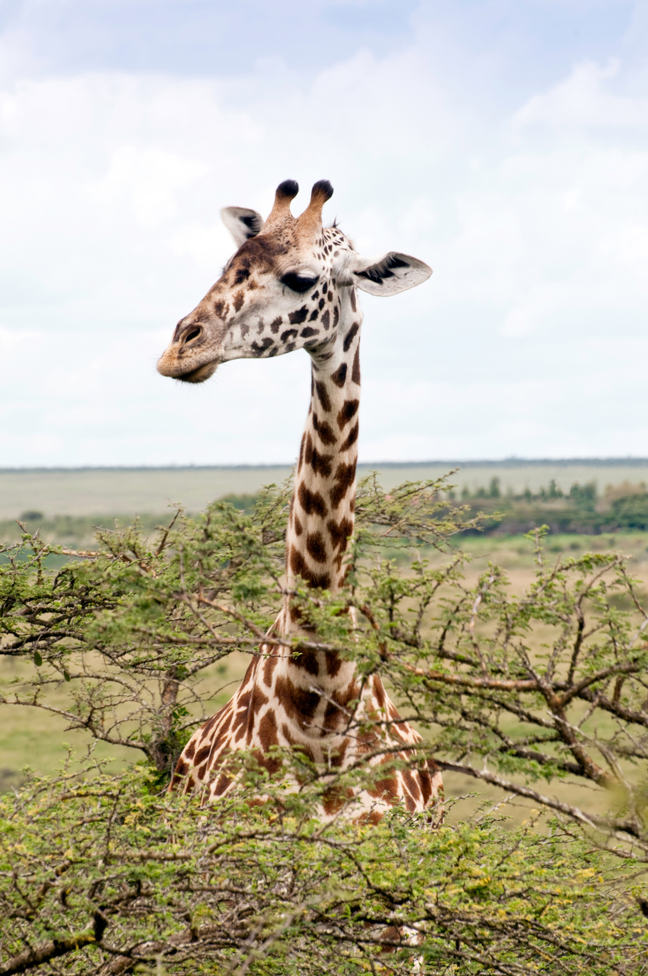 A giraffe stood with its head in a treetop