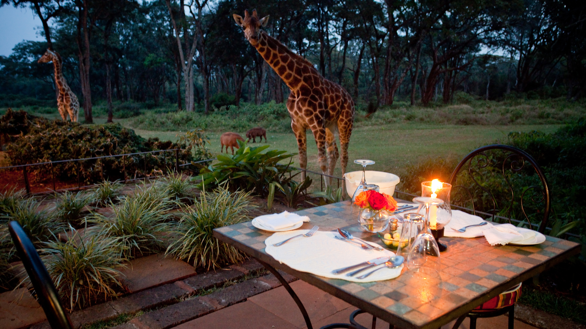 Africa, Kenya, Giraffe manor, Evening dinner