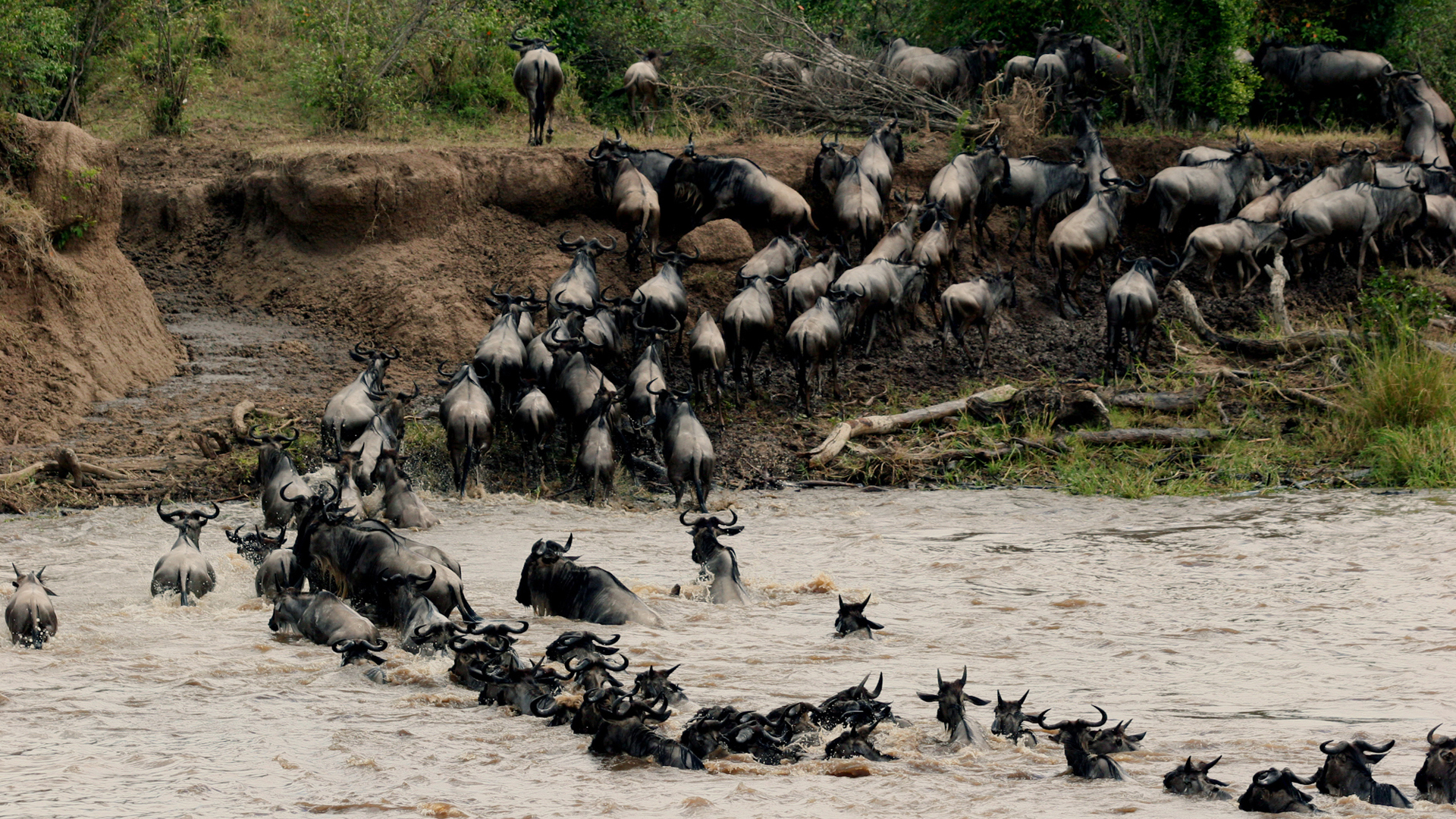  Africa, Kenya, Mara Plains Camp, Migration
